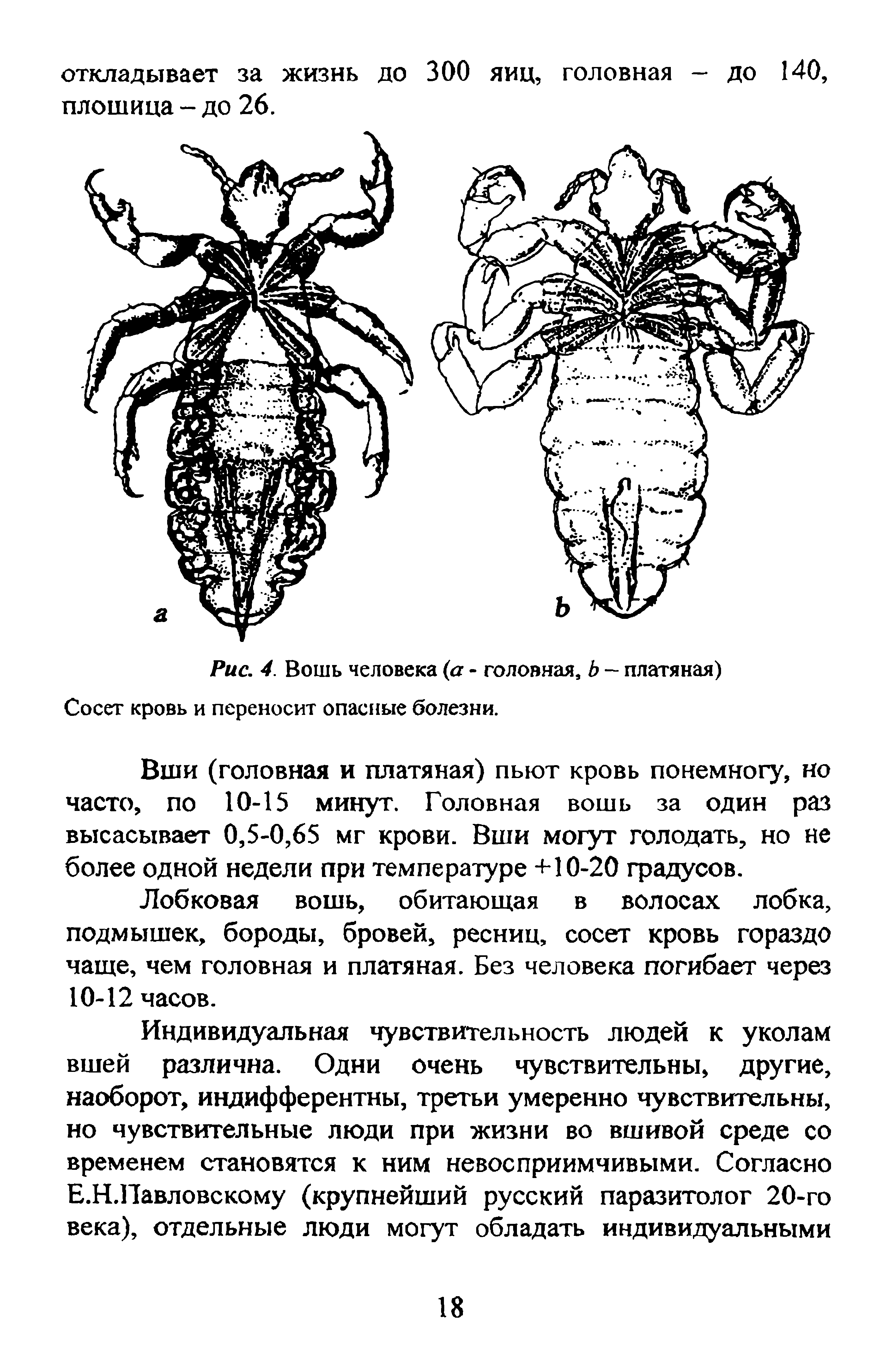 Рис. 4. Вошь человека (а - головная, Ь - платяная) Сосет кровь и переносит опасные болезни.