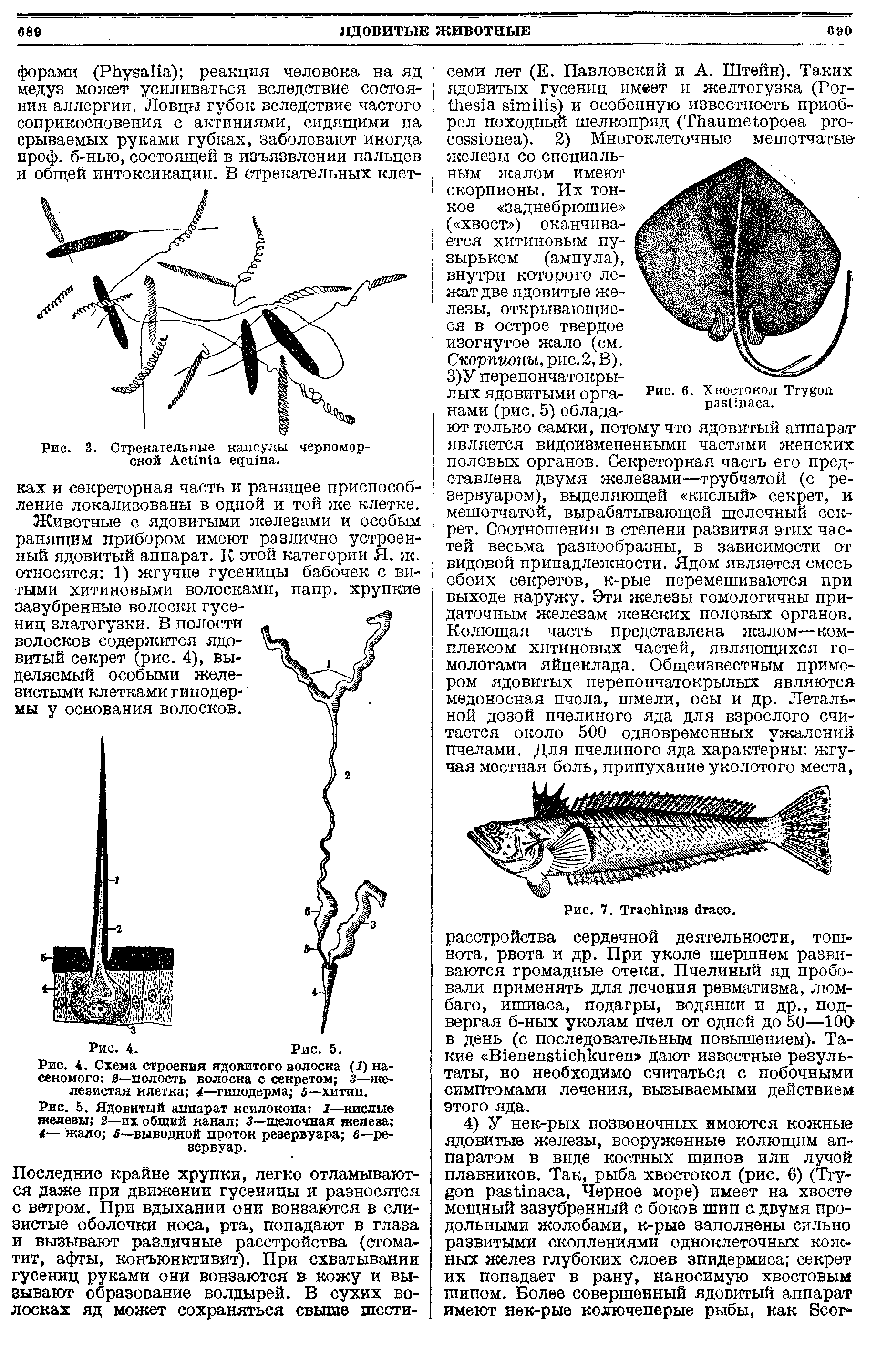 Рис. 5. Ядовитый аппарат ксилокопа 1—кислые железы 2—их общий канал 3—щелочная железа 4— жало 5—выводной проток резервуара в—резервуар.