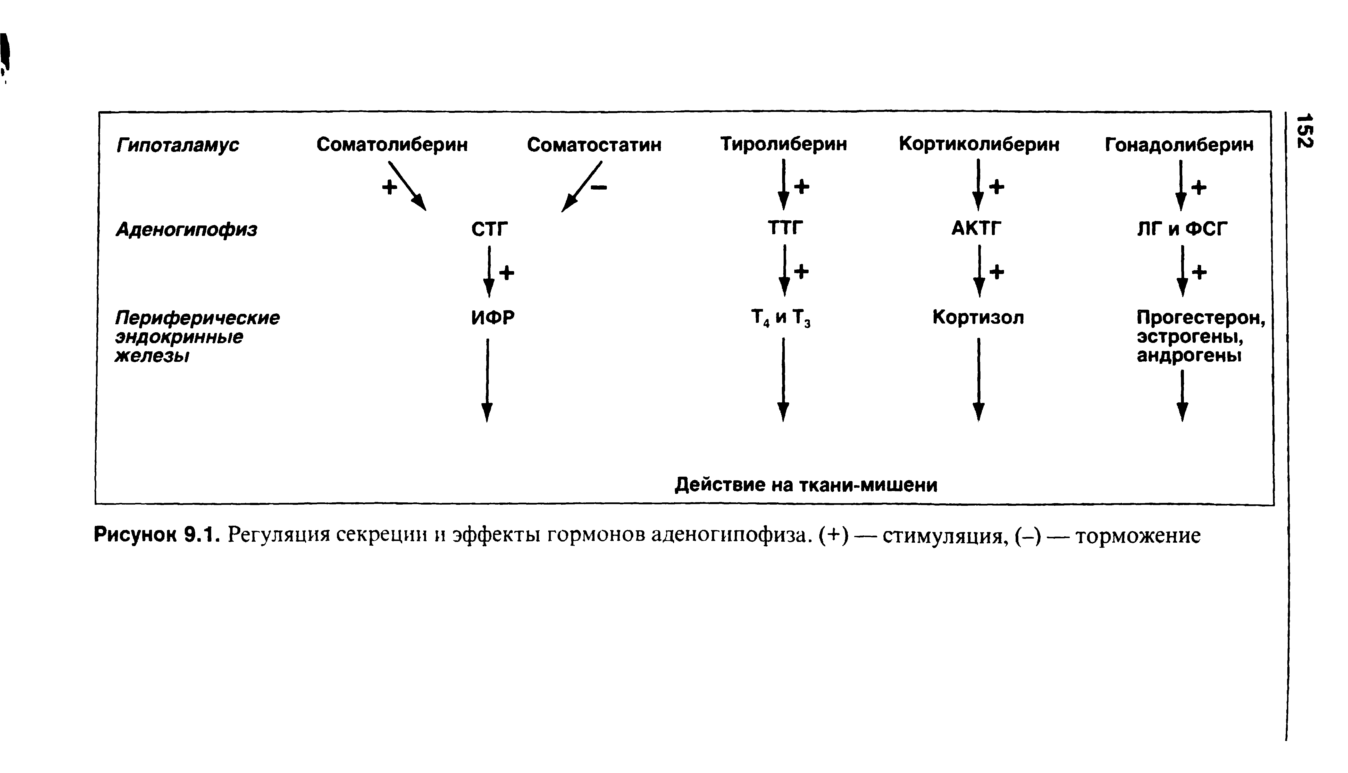 Рисунок 9.1. Регуляция секреции и эффекты гормонов аденогипофиза. (+) — стимуляция, (-) — торможение...