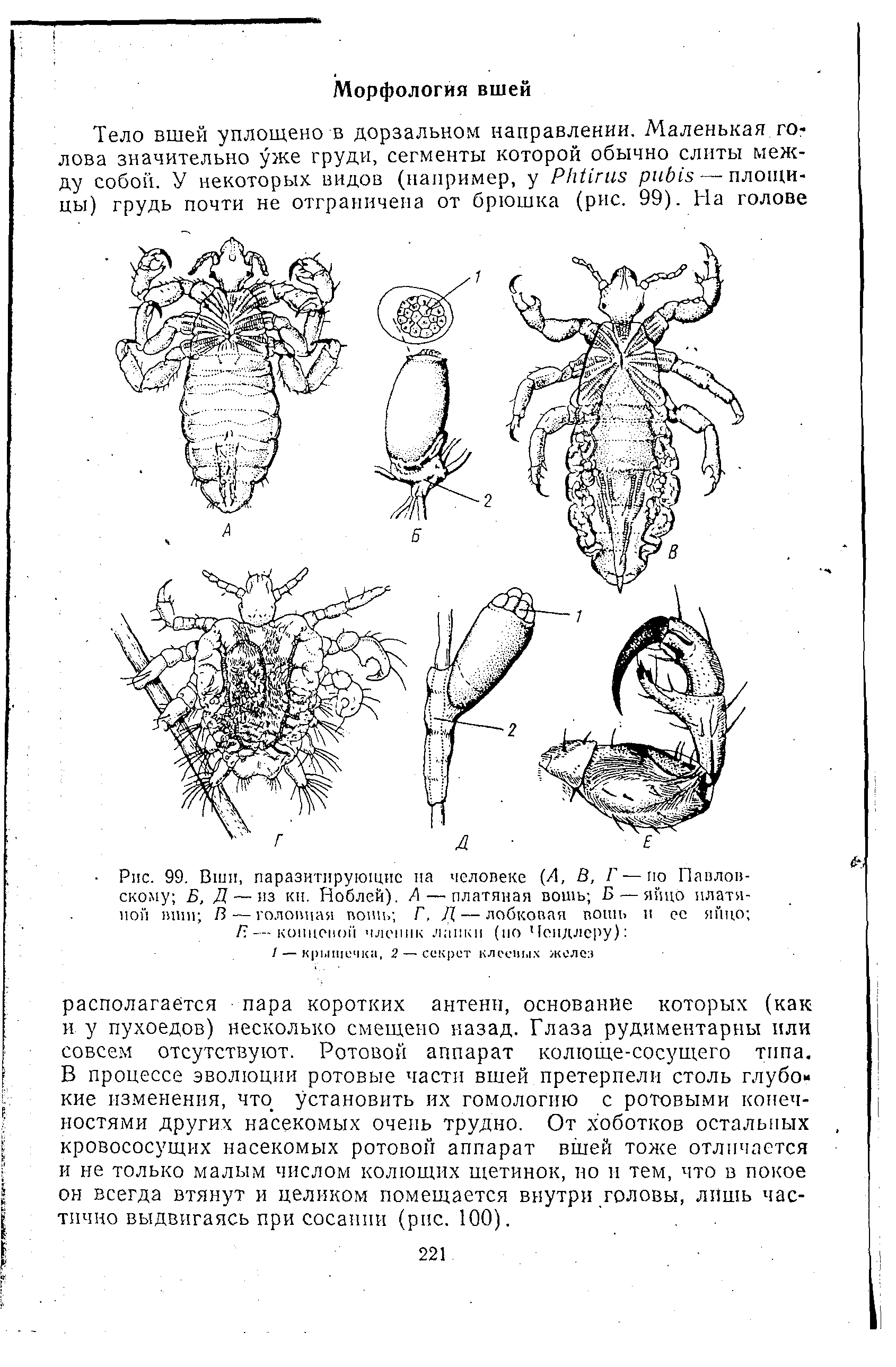 Рис. 99. Вши, паразитирующие на человеке (Л, В, Г — по Павловскому Б, Д — из кн. Ноблей). Л — платяная вошь Б — яйцо платяной вши В — головная вошь Г, Д— лобковая вошь и ее яйцо ...