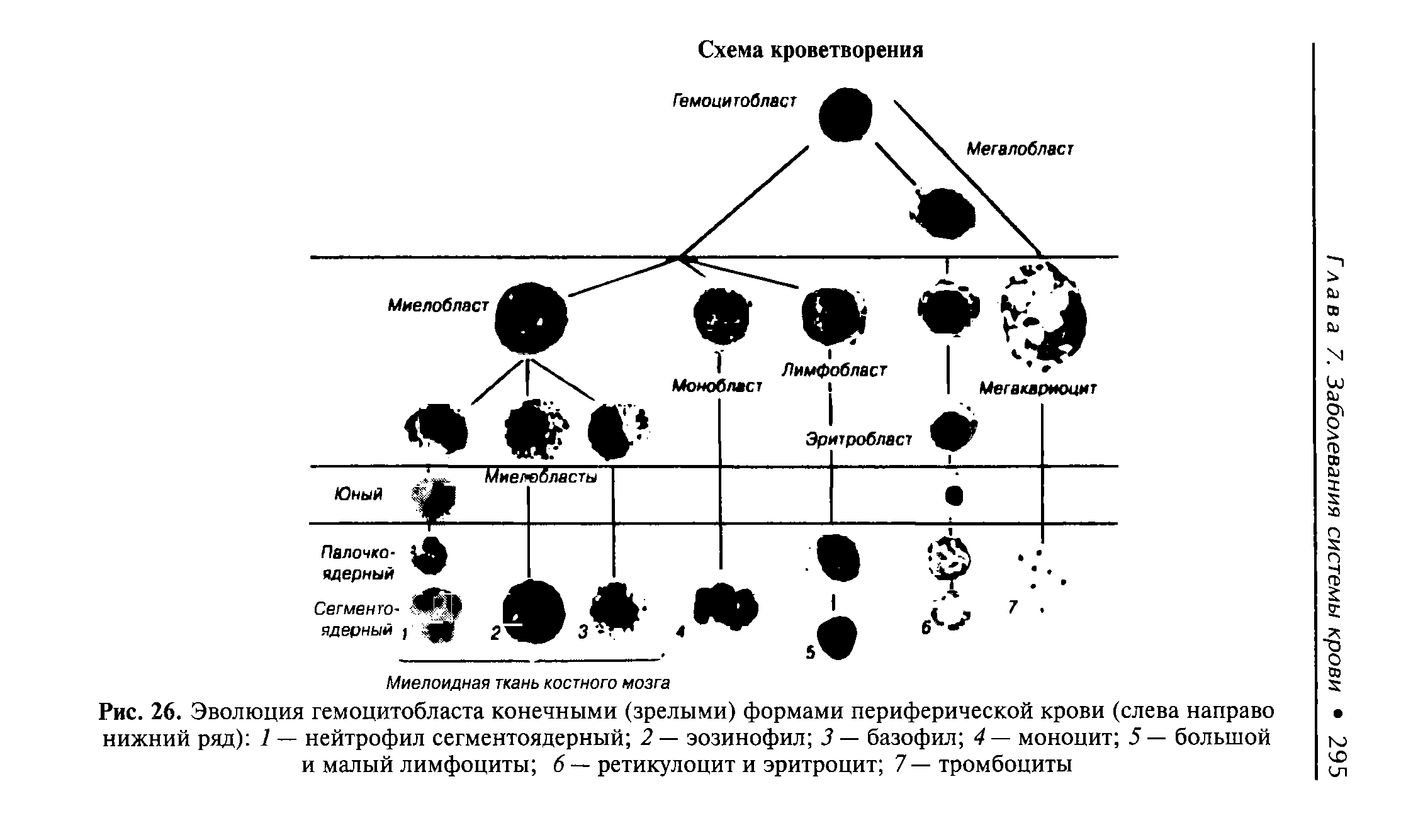 Рис. 26. Эволюция гемоцитобласта конечными (зрелыми) формами периферической крови (слева направо нижний ряд) 1 — нейтрофил сегментоядерный 2 — эозинофил 3 — базофил 4— моноцит 5— большой и малый лимфоциты 6 — ретикулоцит и эритроцит 7—тромбоциты...
