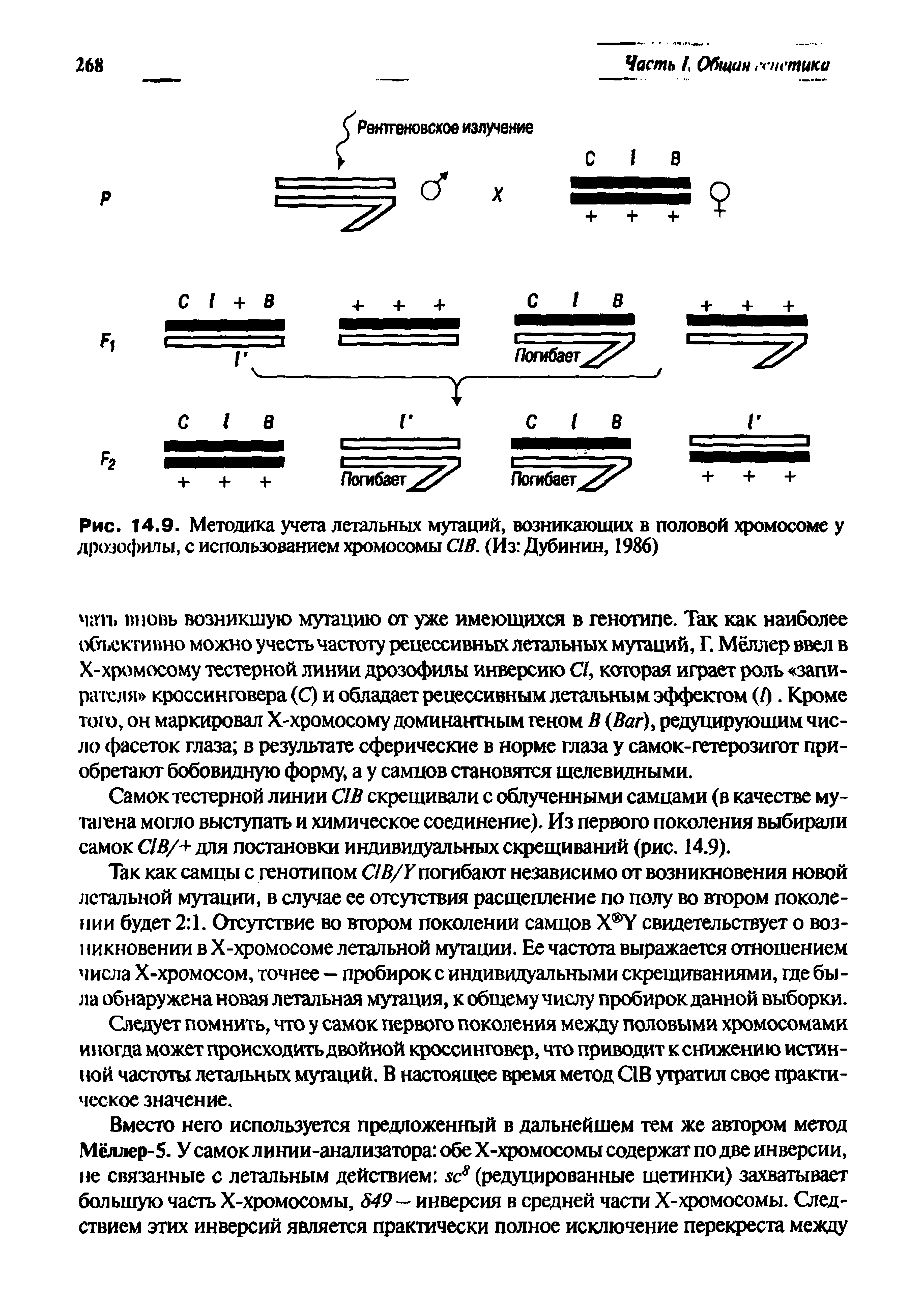 Рис. 14.9. Методика учета летальных мутаций, возникающих в половой хромосоме у дрозофилы, с использованием хромосомы С1В. (Из Дубинин, 1986)...