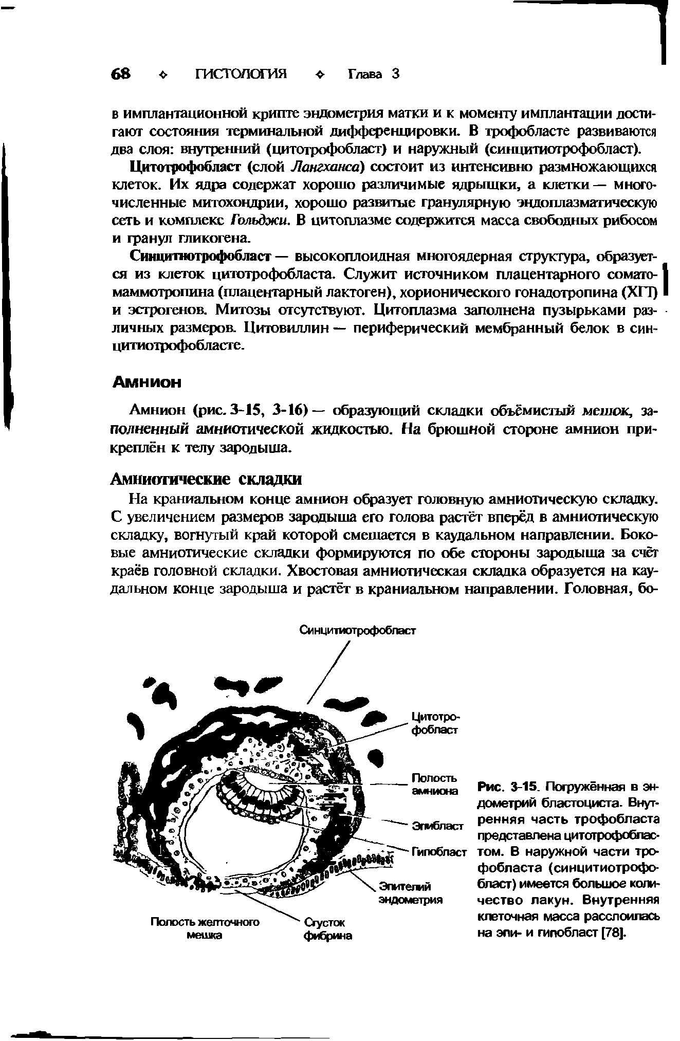 Рис. 3-15. Погружённая в эндометрий бластоциста. Внутренняя часть трофобласта представлена цитотрофобластом. В наружной части трофобласта (синцитиотрофобласт) имеется большое количество лакун. Внутренняя клеточная масса расслоилась на эли- и гипобласт [78].