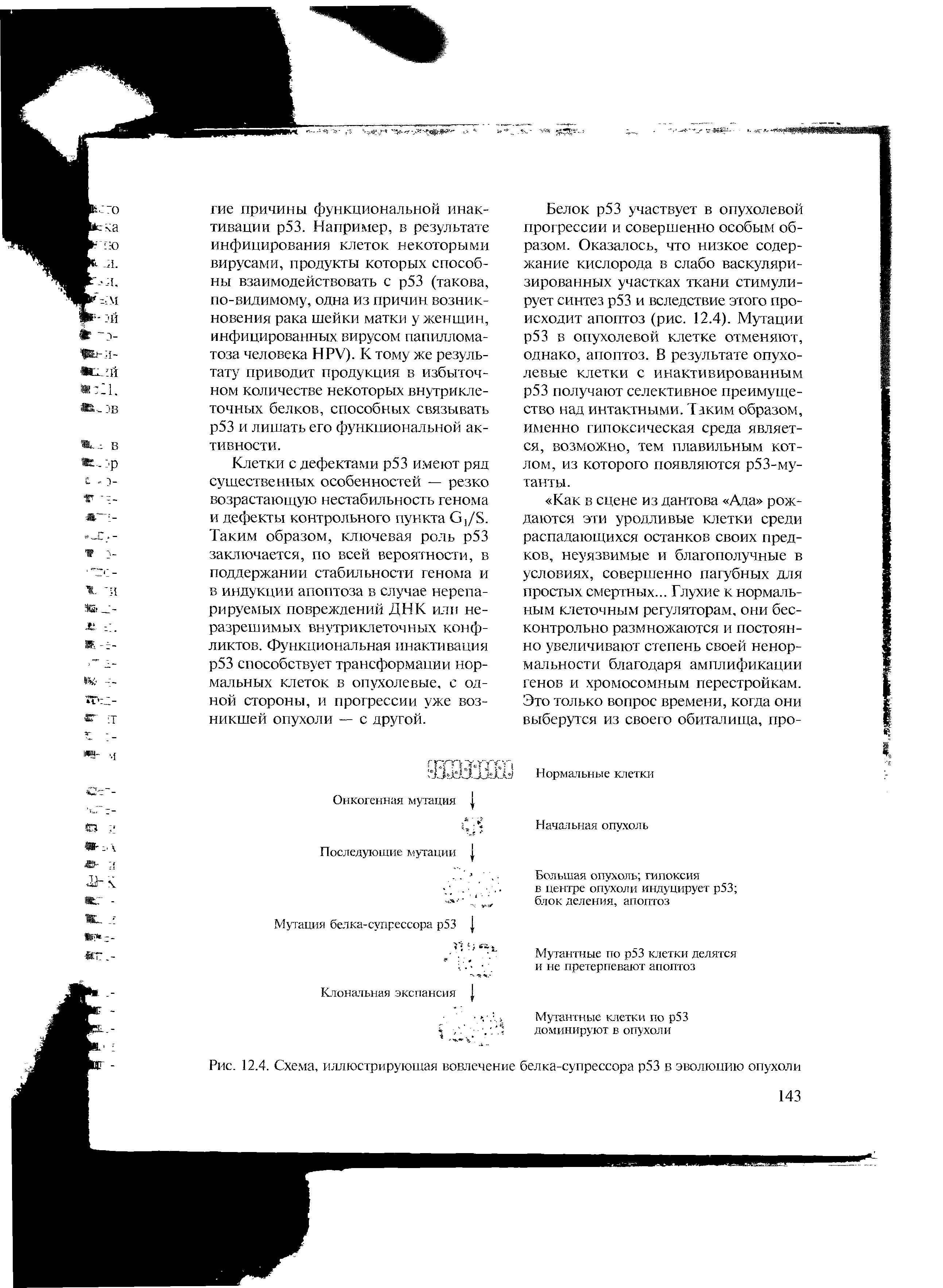 Рис. 12.4. Схема, иллюстрирующая вовлечение белка-супрессора р53 в эволюцию опухоли...