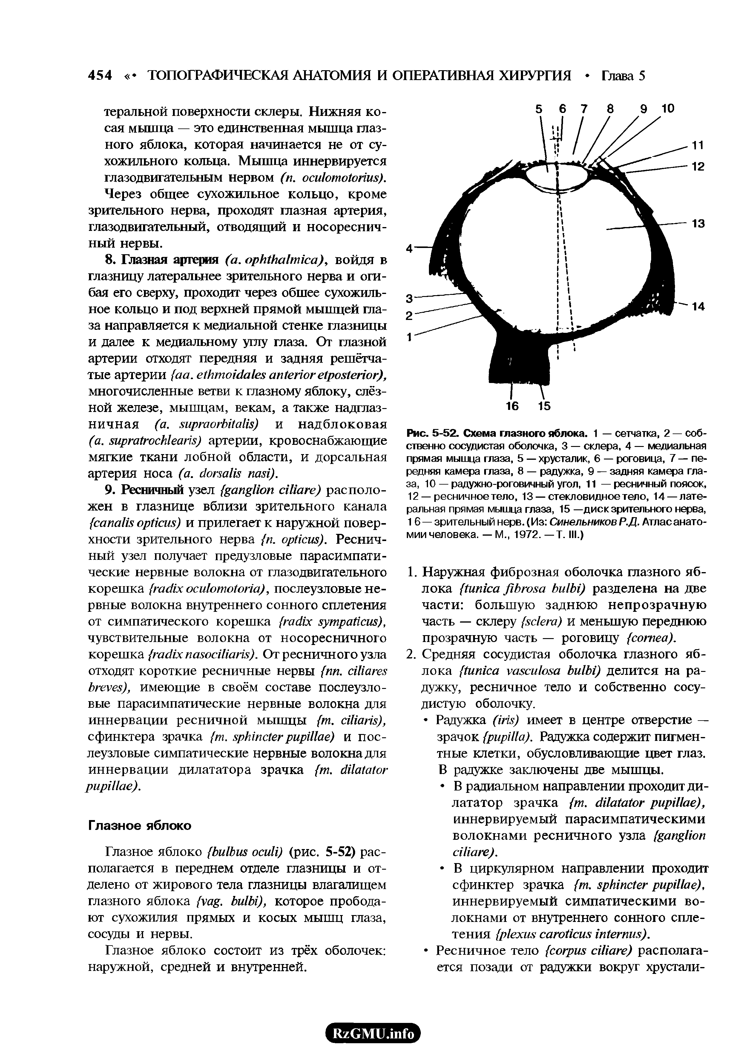 Рис. 5-52. Схема глазного яблока. 1 — сетчатка, 2 — собственно сосудистая оболочка, 3 — склера, 4 — медиальная прямая мышца глаза, 5 — хрусталик, 6 — роговица, 7 — передняя камера глаза, 8 — радужка, 9 — задняя камера глаза, 10 — радужно-роговичный угол, 11 — ресничный поясок, 12 — ресничноетело, 13 — стекловидное тело, 14 — латеральная прямая мышца глаза, 15 —диск зрительного нерва, 1 6 — зрительный нерв. (Из Синельников Р.Д. Атлас анатомии человека. — М., 1972. —Т. III.)...