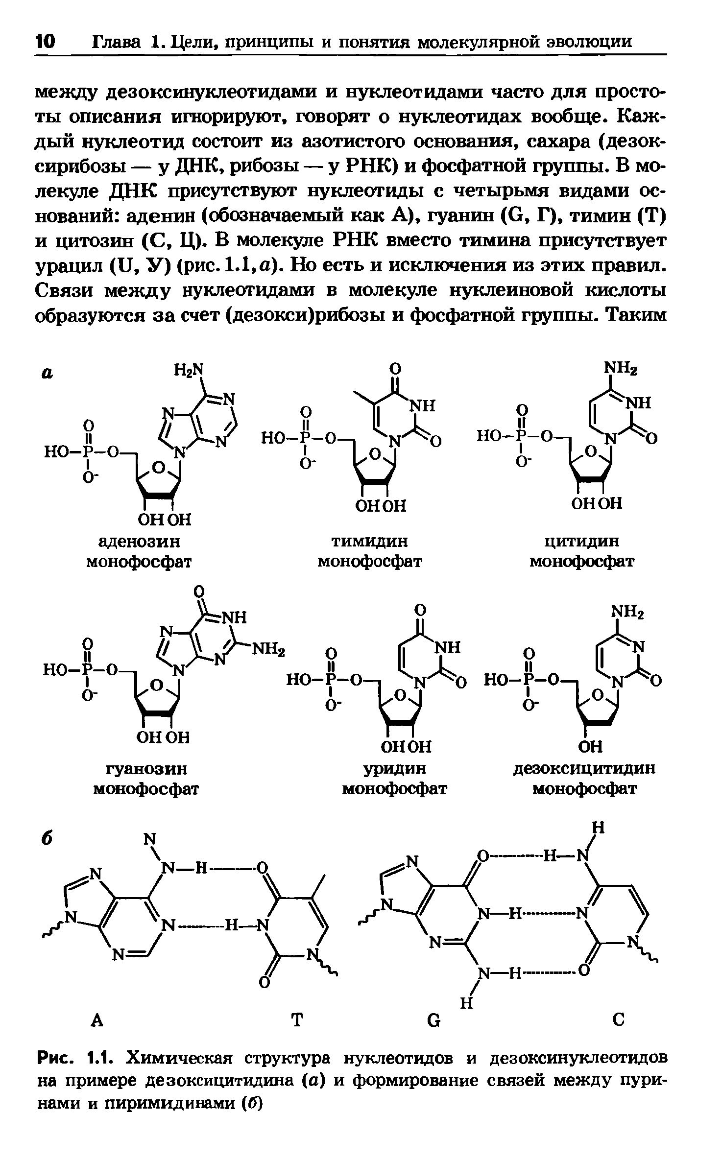 Рис. 1.1. Химическая структура нуклеотидов и дезоксинуклеотидов на примере дезоксицитидина (а) и формирование связей между пуринами и пиримидинами (б)...