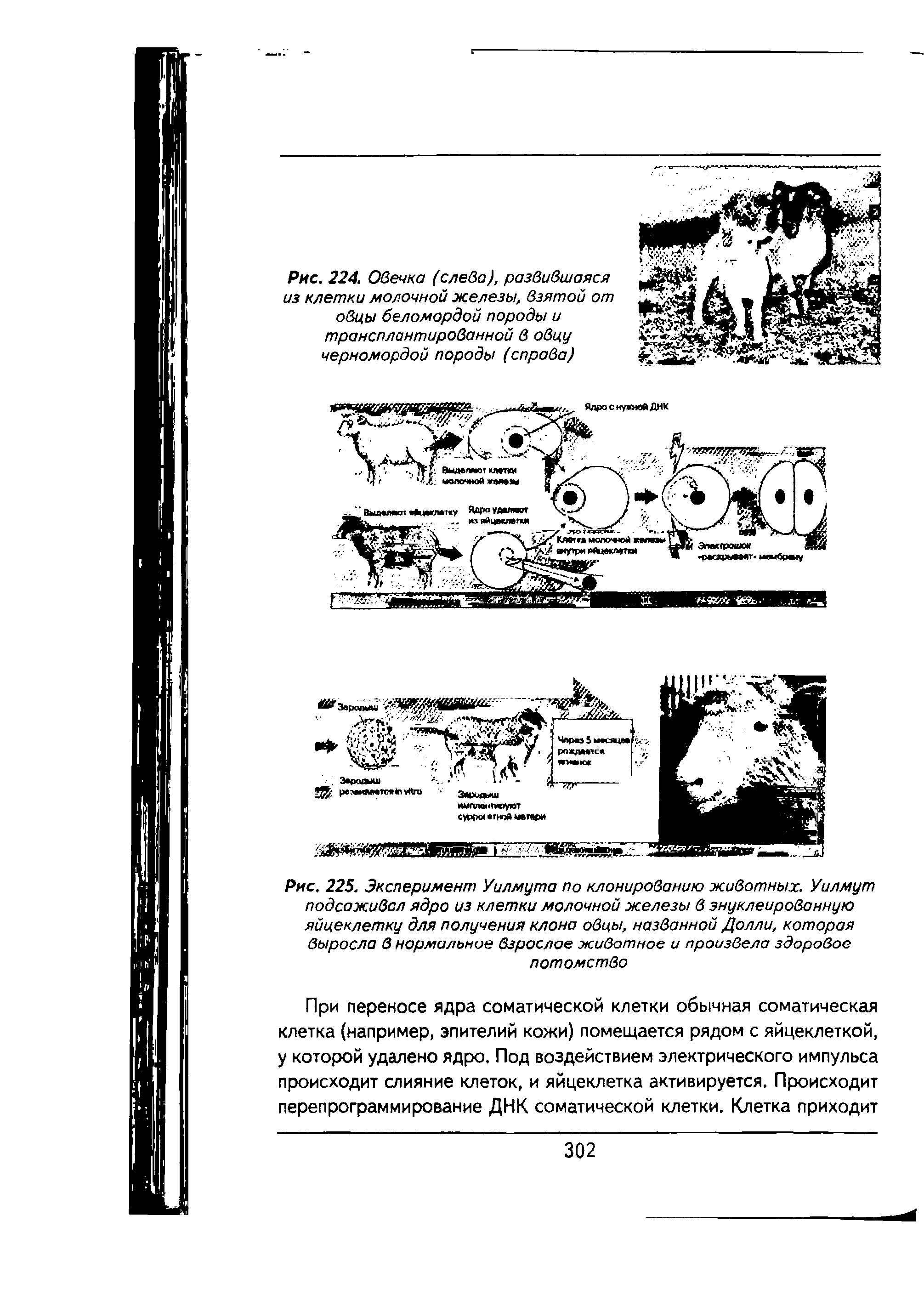 Рис. 224. Овечка (слева), развившаяся из клетки молочной железы, взятой от овцы беломордой породы и трансплантированной в овцу черномордой породы (справа)...