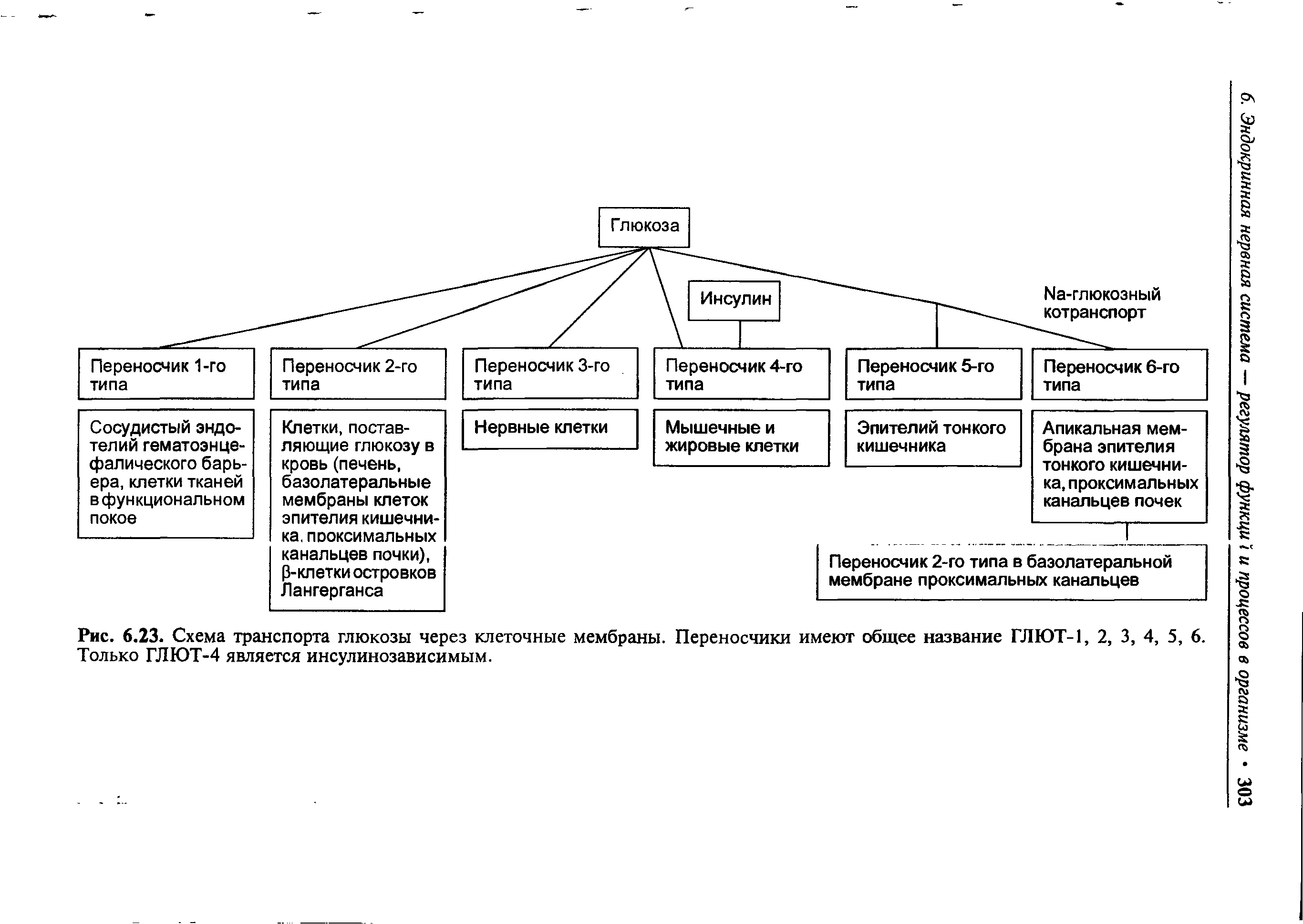Рис. 6.23. Схема транспорта глюкозы через клеточные мембраны. Переносчики имеют общее название ГЛЮТ-1, 2, 3, 4, 5, 6. Только ГЛЮТ-4 является инсулинозависимым.