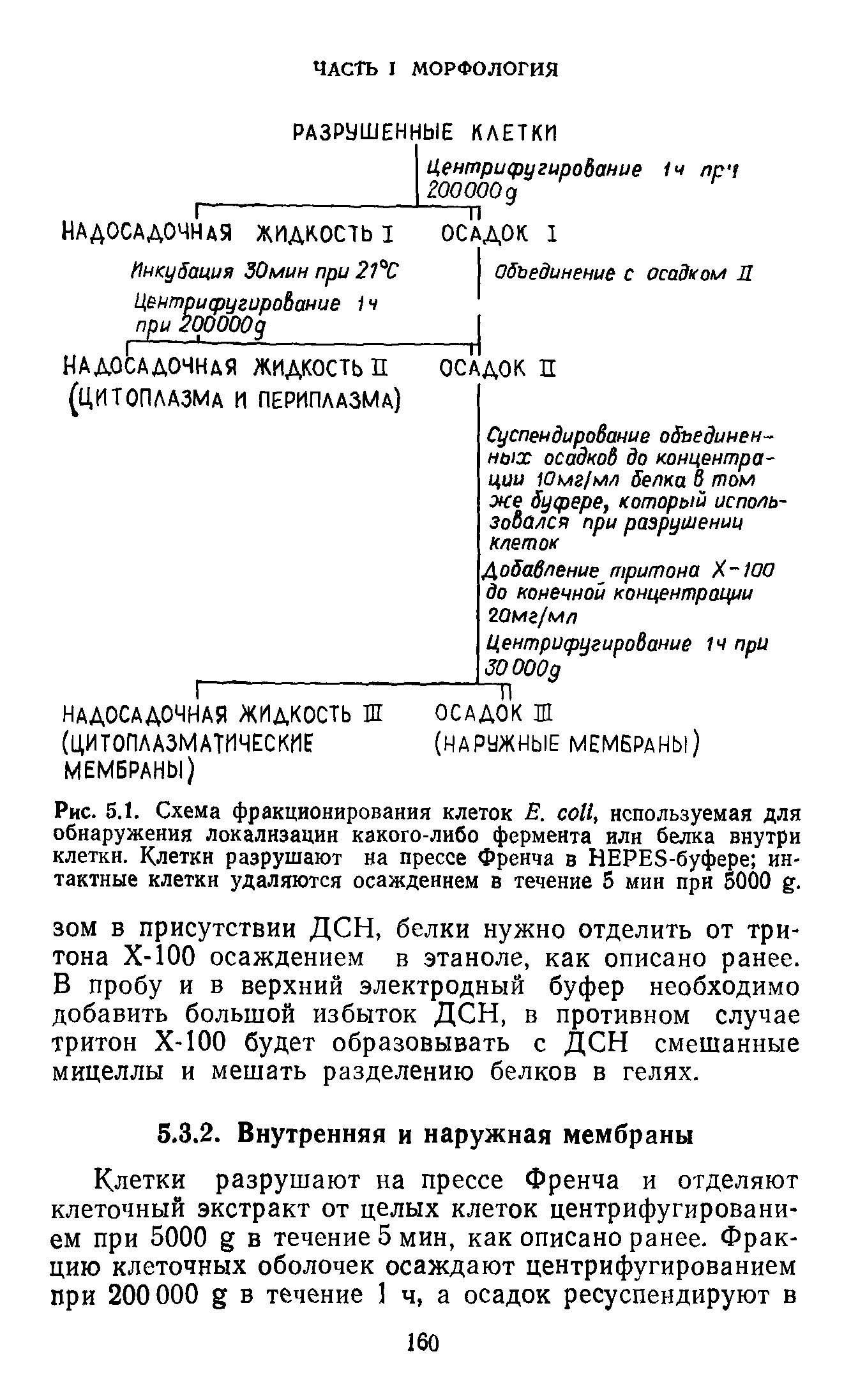 Рис. 5.1. Схема фракционирования клеток Е. , используемая для обнаружения локализации какого-либо фермента или белка внутри клетки. Клетки разрушают на прессе Френча в HEPES-буфере интактные клетки удаляются осаждением в течение 5 мин при 5000 .