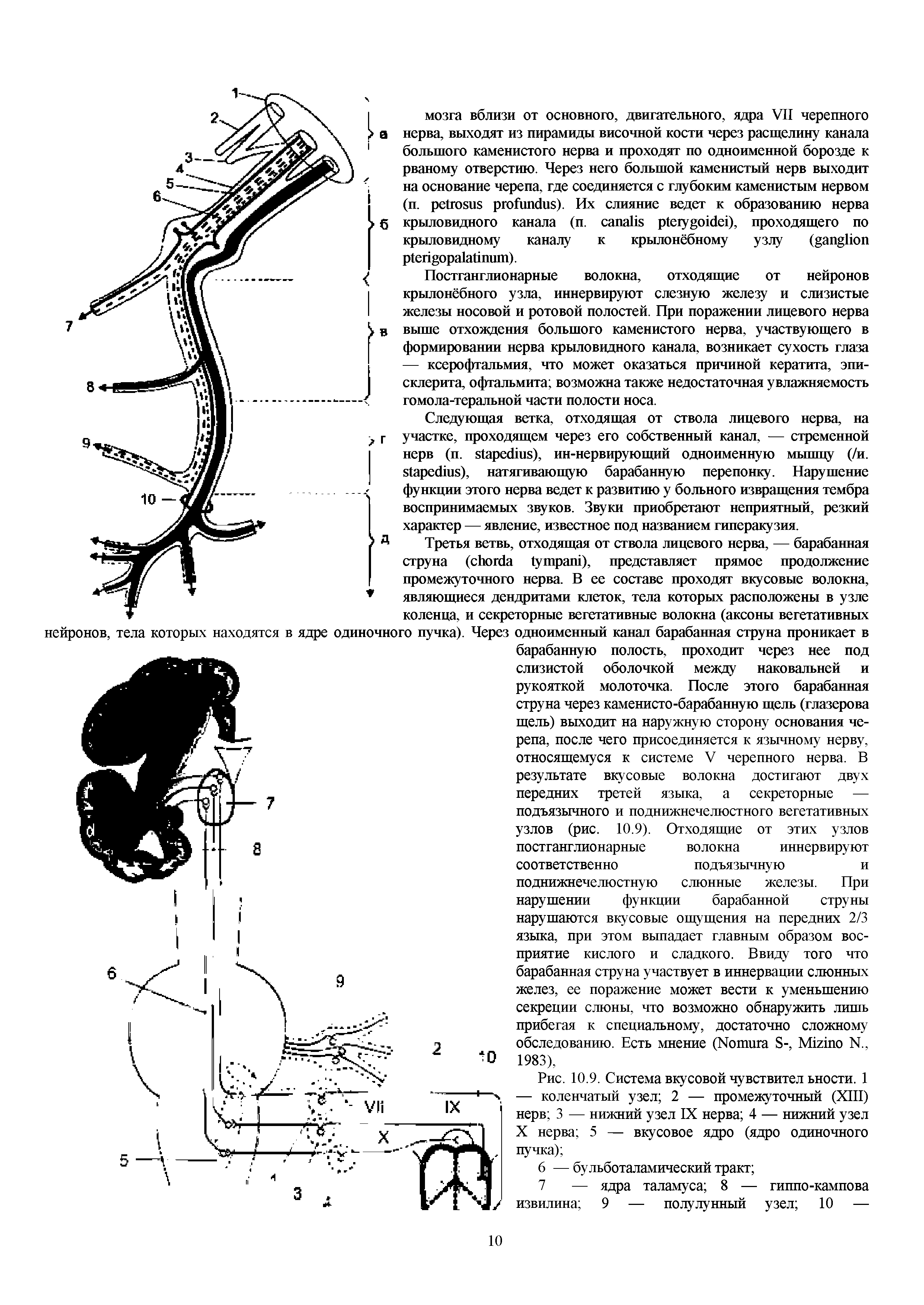 Рис. 10.9. Система вкусовой чувствител ьности. 1 — коленчатый узел 2 — промежуточный (XIII) нерв 3 — нижний узел IX нерва 4 — нижний узел X нерва 5 — вкусовое ядро (ядро одиночного пучка) ...