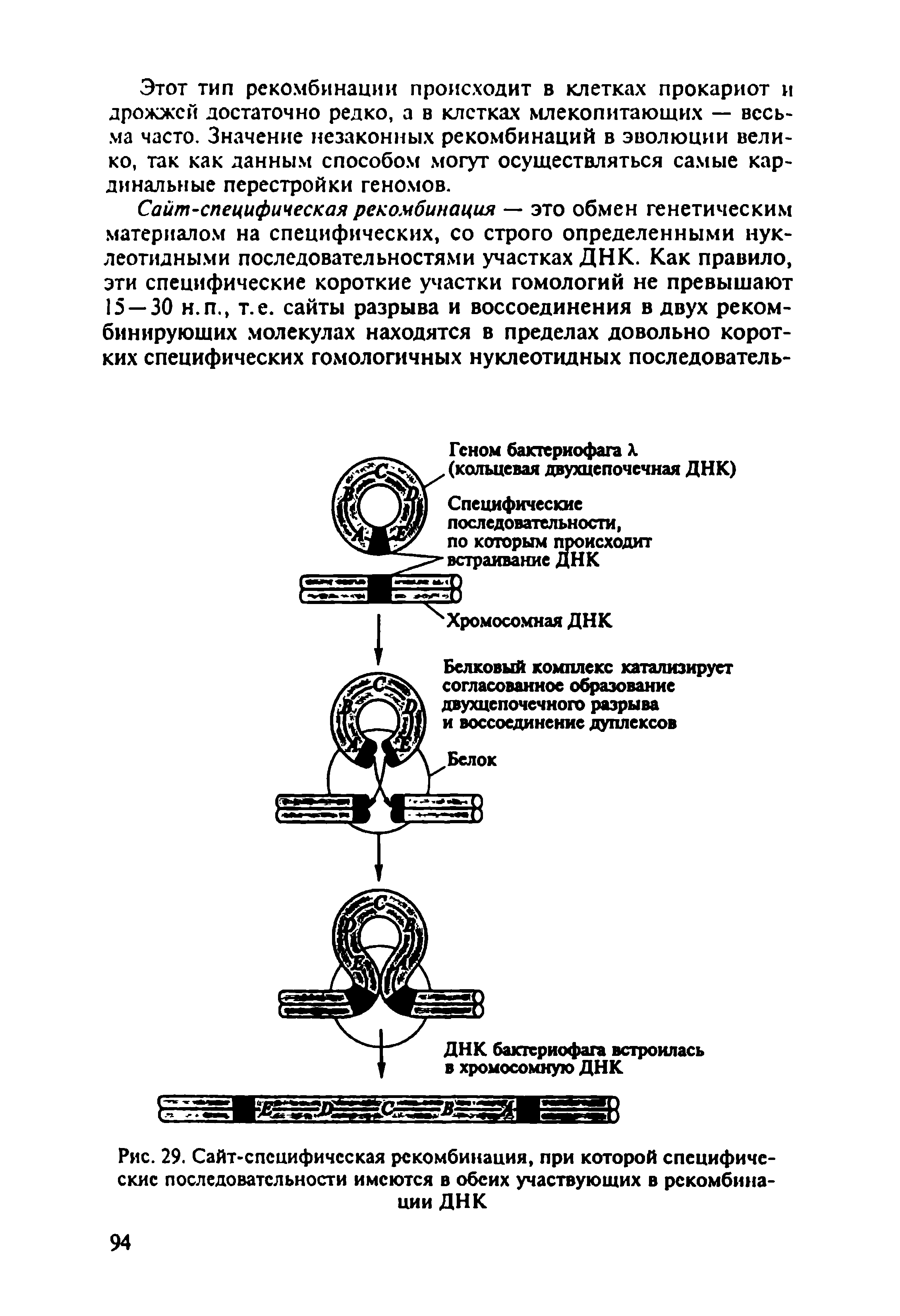 Рис. 29. Сайт-спсцифичсская рекомбинация, при которой специфические последовательности имеются в обеих участвующих в рекомбинации ДНК...