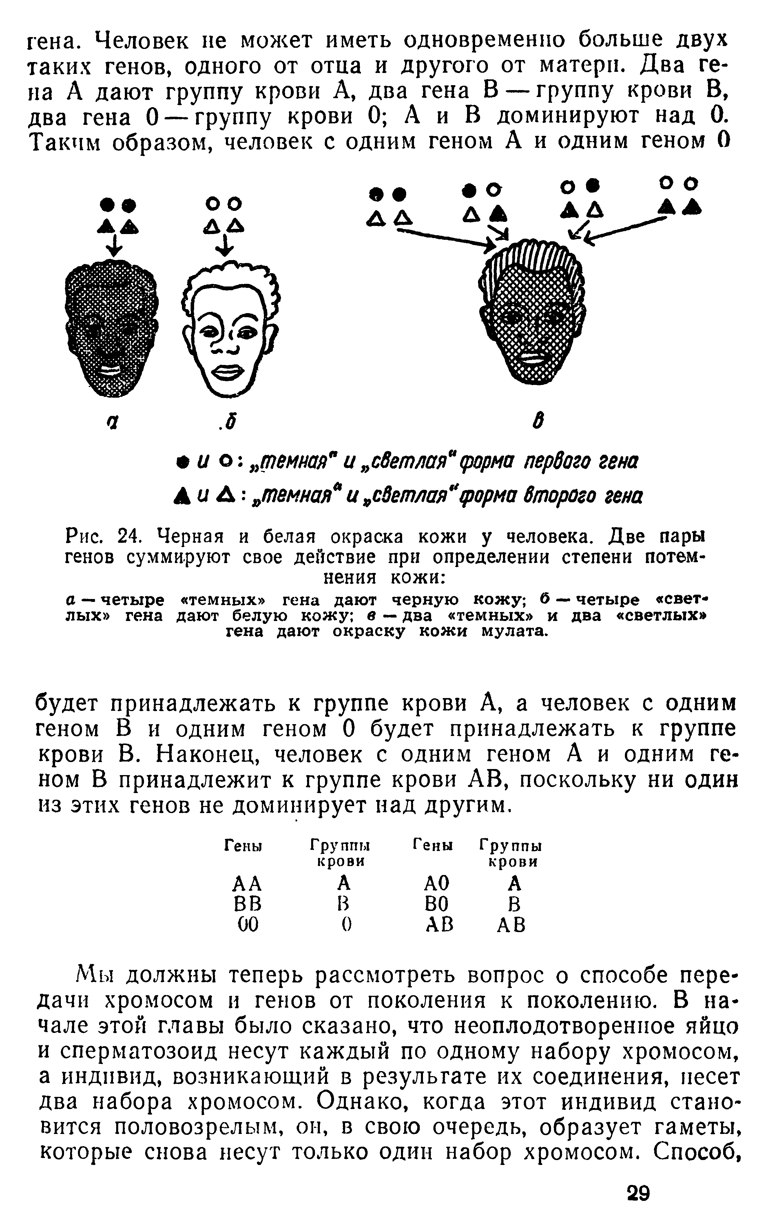 Рис. 24. Черная и белая окраска кожи у человека. Две пары генов суммируют свое действие при определении степени потемнения кожи ...