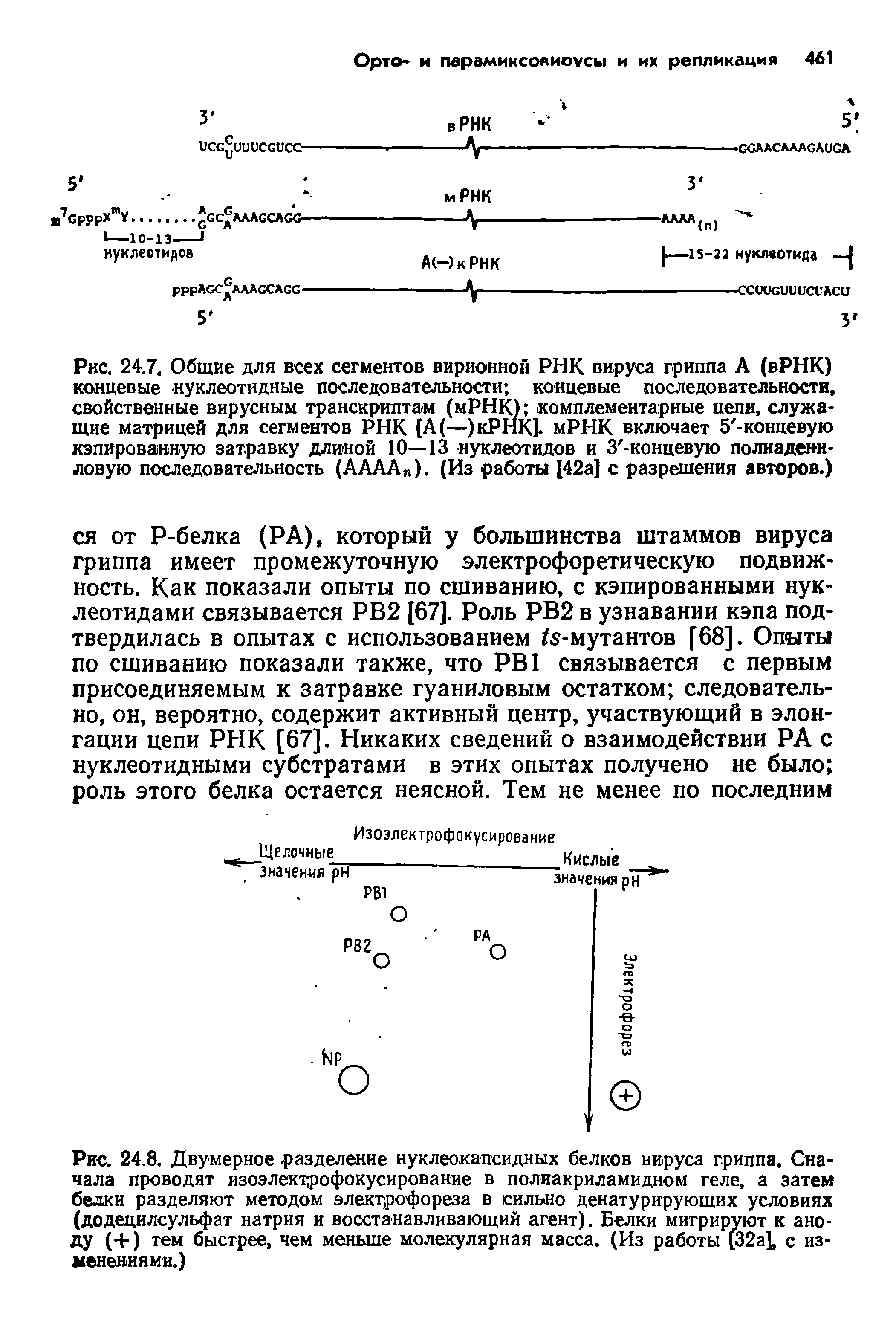 Рис. 24.8. Двумерное разделение нуклеокапсидных белков вируса гриппа. Сначала проводят изоэлектрофокусирование в полиакриламидном геле, а затем бедки разделяют методом электрофореза в сильно денатурирующих условиях (додецилсульфат натрия и восстанавливающий агент). Белки мигрируют к аноду (+) тем быстрее, чем меньше молекулярная масса. (Из работы [32а], с изменениями.)...