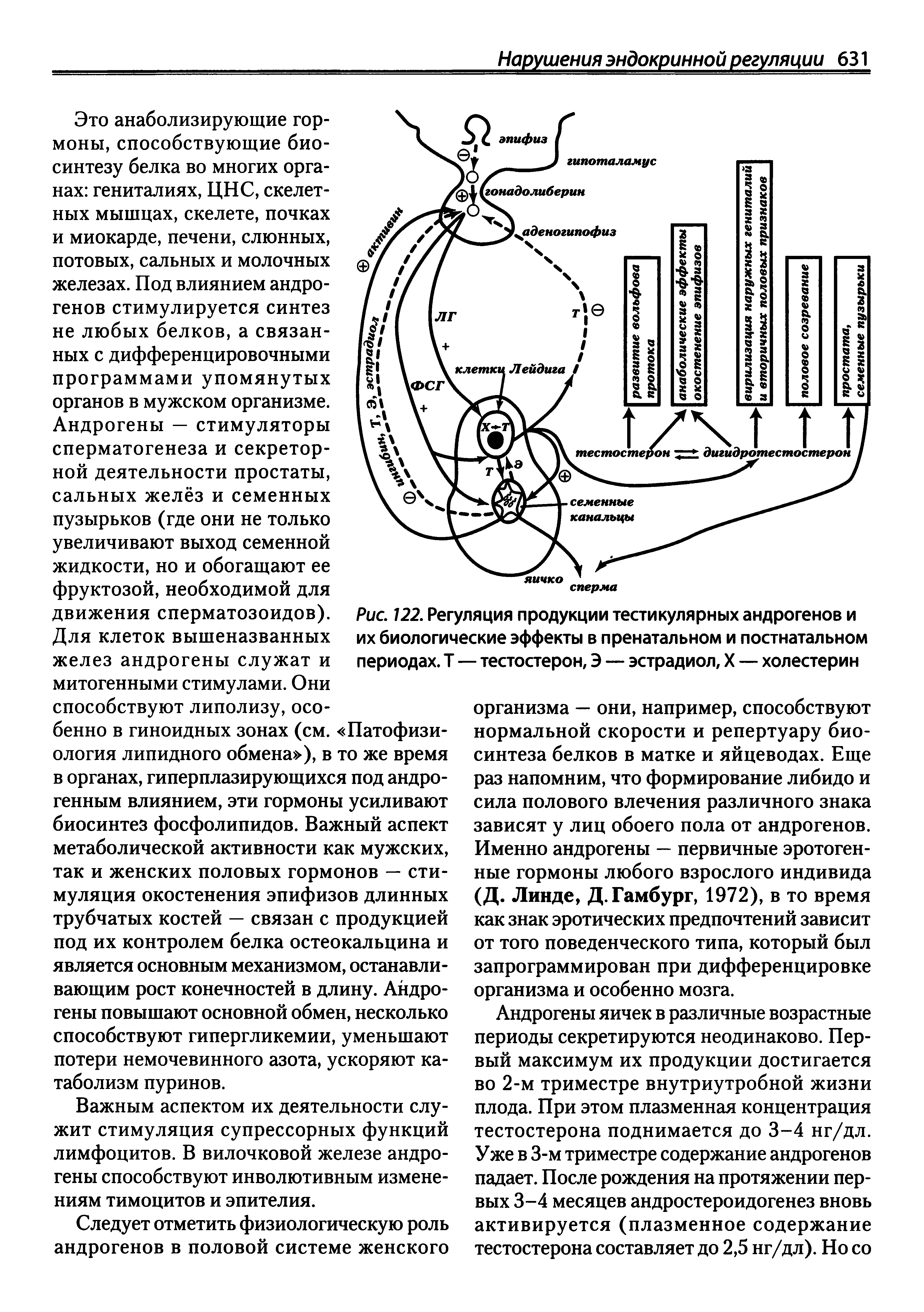 Рис. 122. Регуляция продукции тестикулярных андрогенов и их биологические эффекты в пренатальном и постнатальном периодах. Т — тестостерон, Э — эстрадиол, X — холестерин...