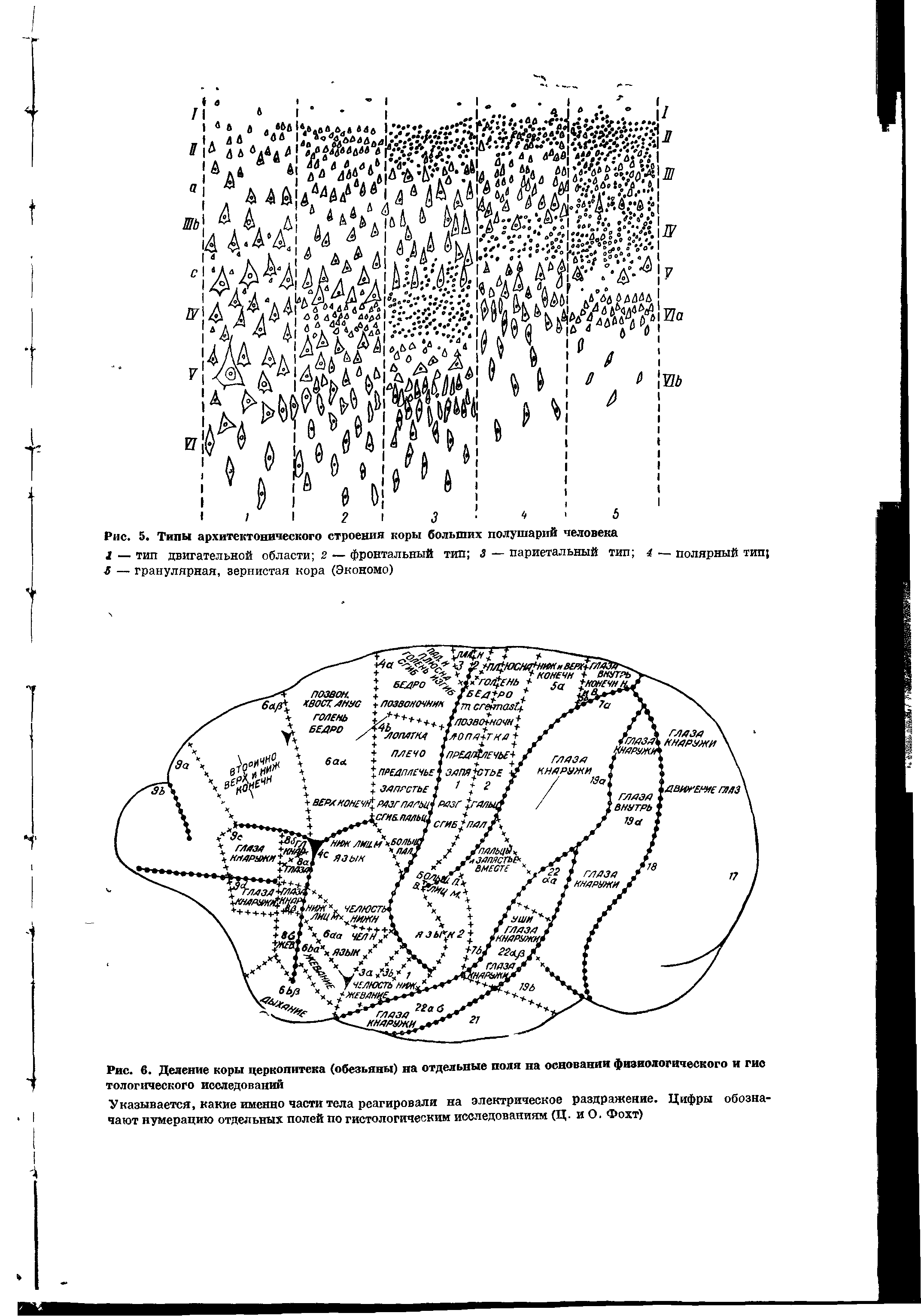 Рис. 5. Типы архитектонического строения коры больших полушарий человека...