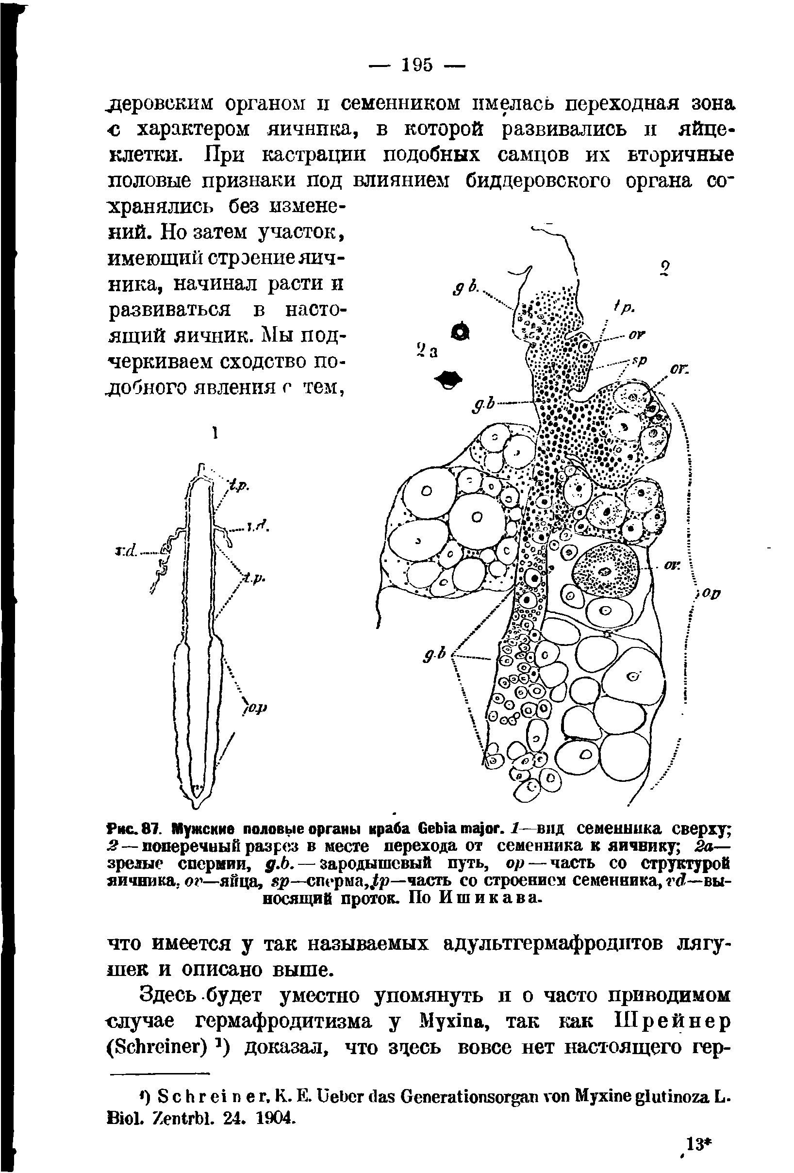 Рис. 87. Мужские половые органы краба G . 1—вид семенника сверху 2 — поперечный разрез в месте перехода от семенника к яичнику 2а— зрелые спермин, д.Ь.— зародышевый путь, ор— часть со структурой яичника, —яйца, яр—сперма, р—часть со строением семенника, —выносящий проток. По И ш и к а в а.