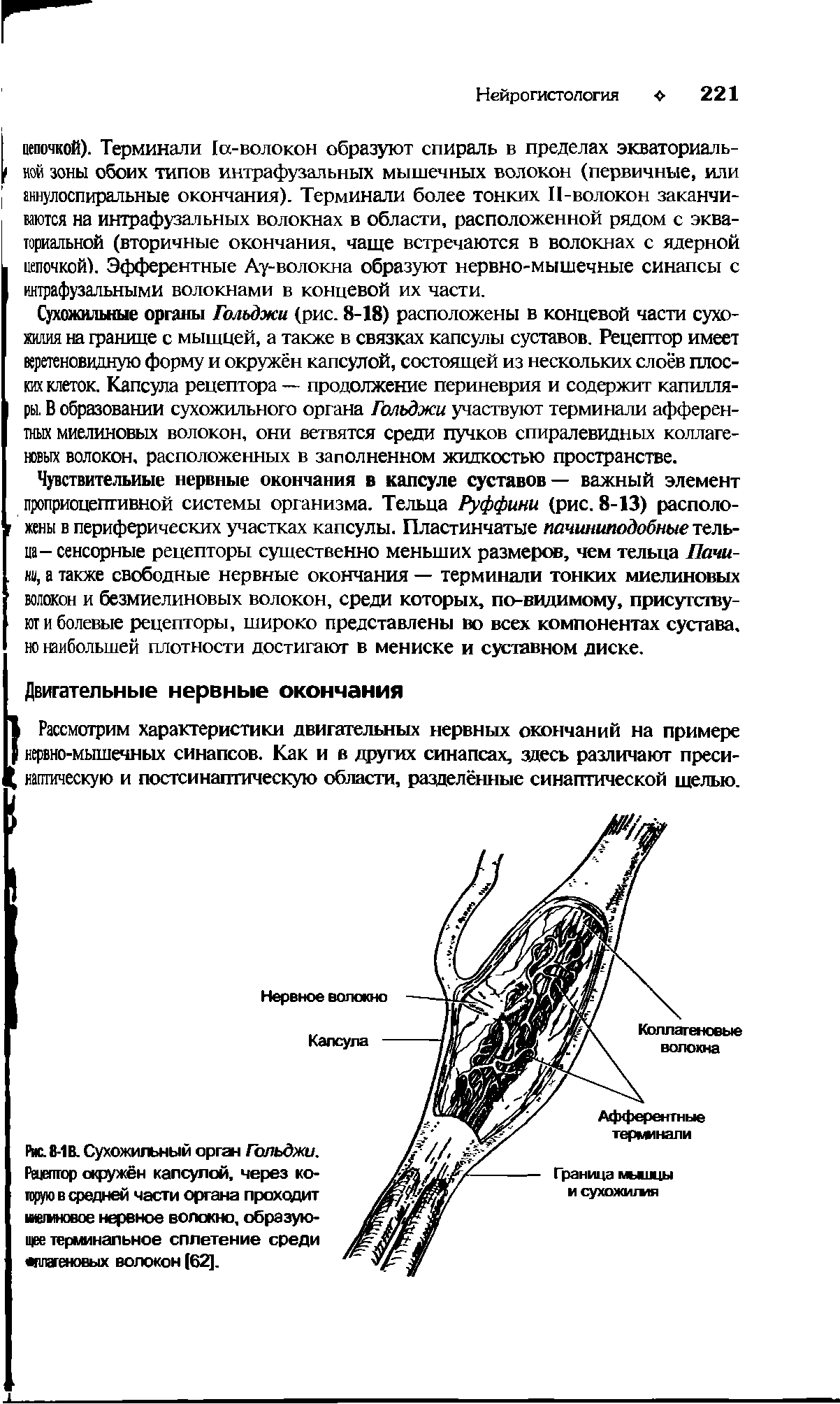 Рис. 8-1 В. Сухожильный орган Гольджи. Рецептор окружён капсулой, через которую в средней части органа проходит миешновое нервное волокно, образующее терминальное сплетение среди плагеновых волокон (62].