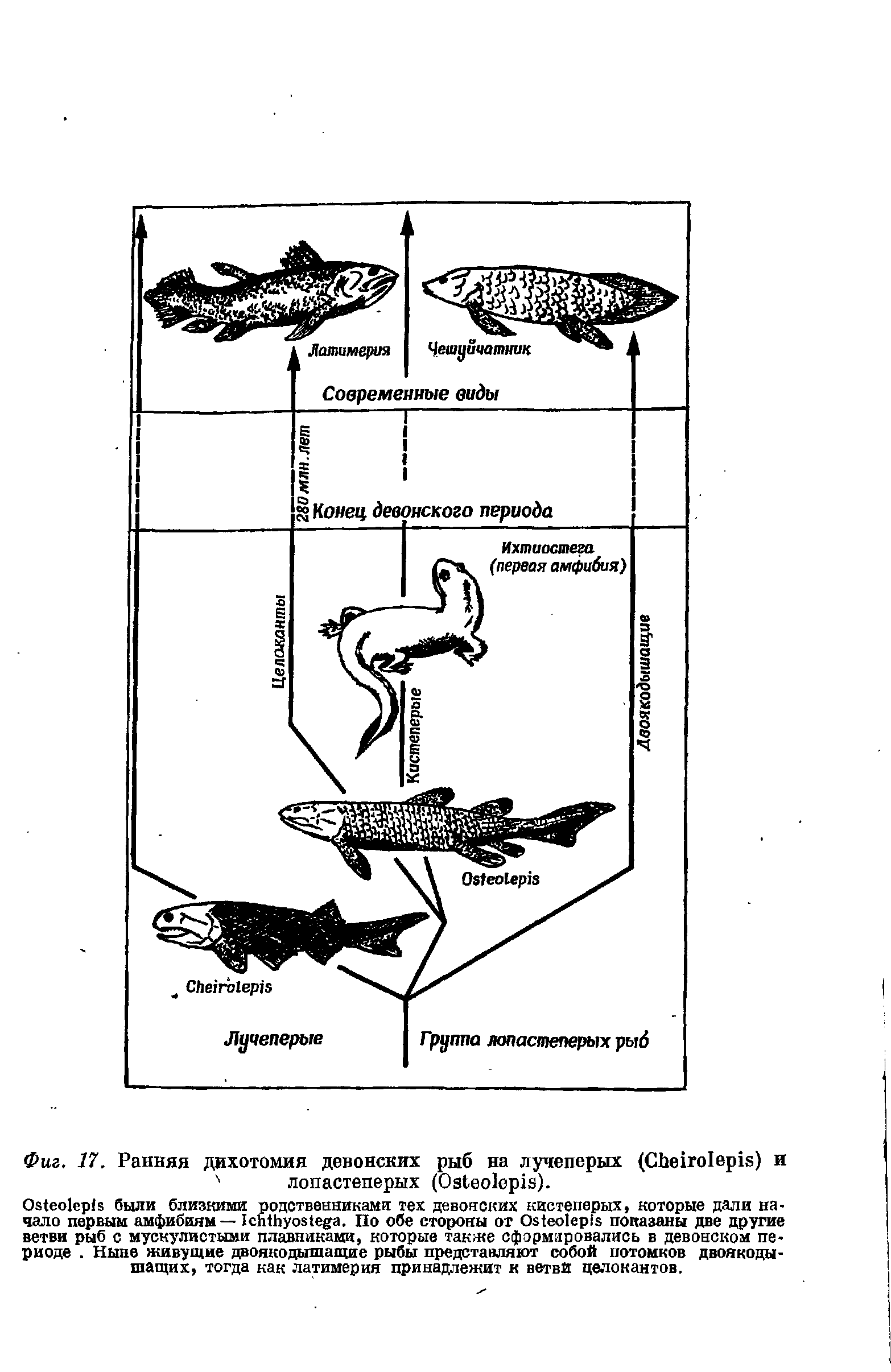Фиг. 17. Ранняя дихотомия девонских рыб на лучеперых (СЬе1го1ер1я) и лопастеперых (0зЬео1ер1й).