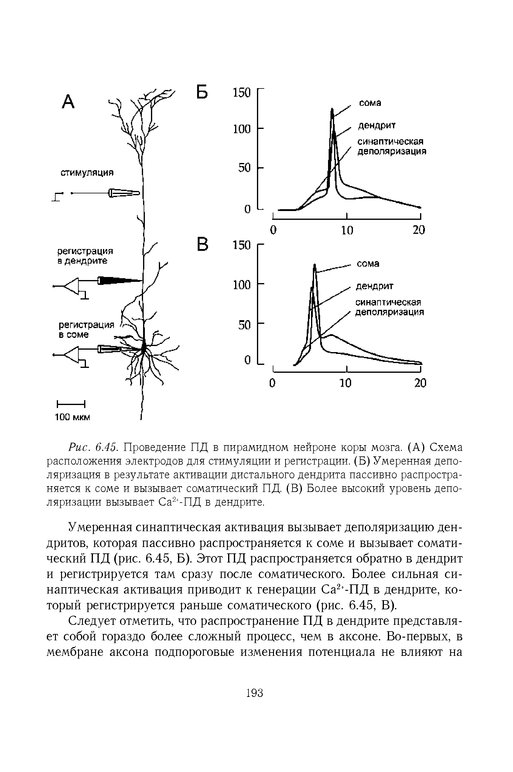 Рис. 6.45. Проведение ПД в пирамидном нейроне коры мозга. (А) Схема расположения электродов для стимуляции и регистрации. (Б) Умеренная деполяризация в результате активации дистального дендрита пассивно распространяется к соме и вызывает соматический ПД. (В) Более высокий уровень деполяризации вызывает Са2 -ПД в дендрите.