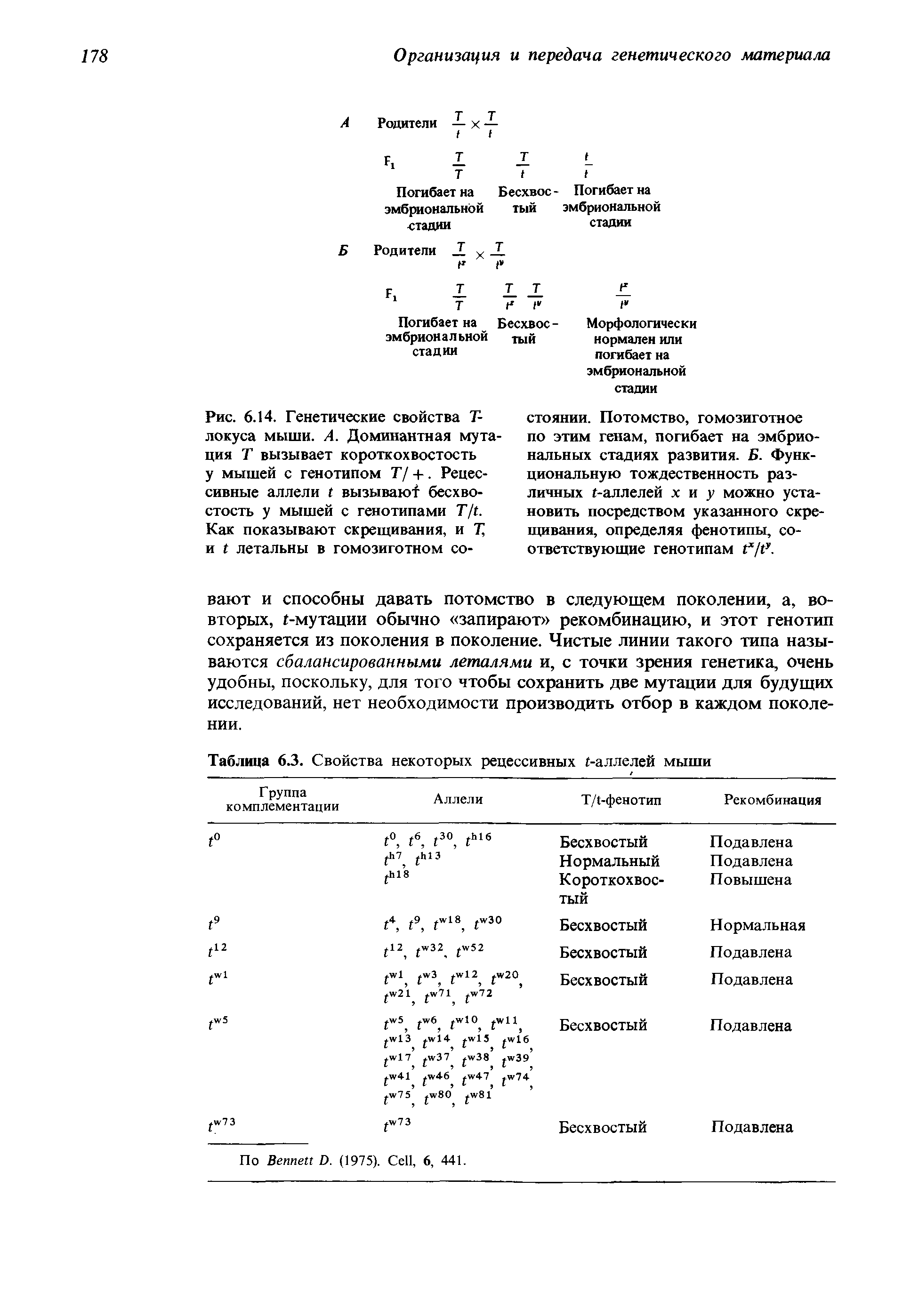 Рис. 6.14. Генетические свойства Т-локуса мыши. А. Доминантная мутация Т вызывает короткохвостость у мышей с генотипом Т/ +. Рецессивные аллели г вызываю бесхво-стость у мышей с генотипами Г/г. Как показывают скрещивания, и Г и г детальны в гомозиготном со-...