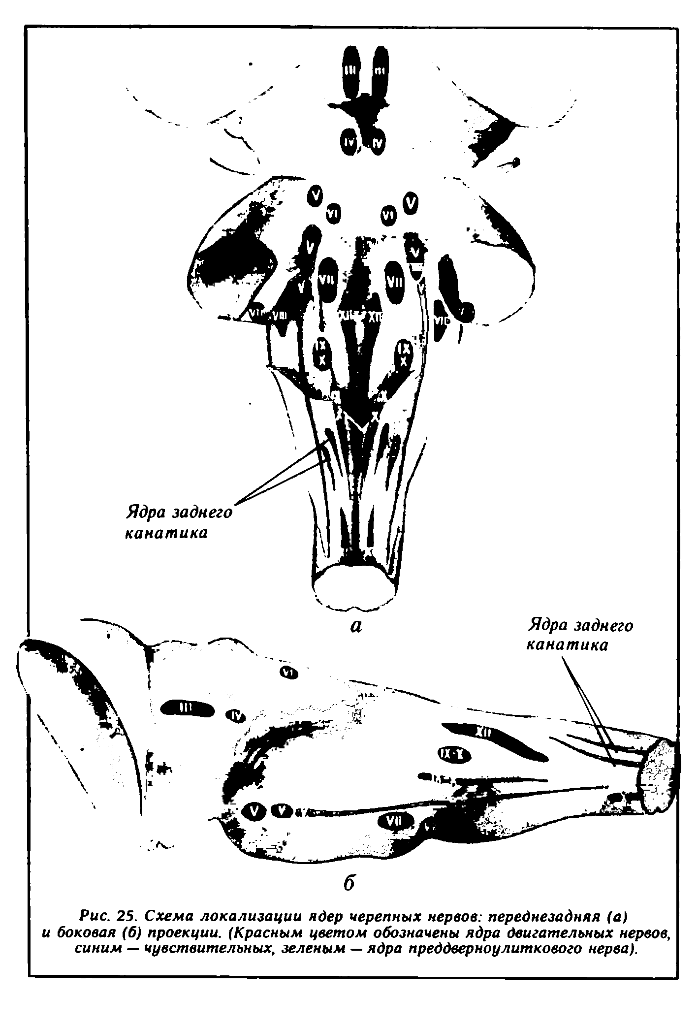 Рис. 25. Схема локализации ядер черепных нервов переднезадняя (а) и боковая (б) проекции. (Красным цветом обозначены ядра двигательных нервов, синим — чувствительных, зеленым — ядра преддверноулиткового нерва).