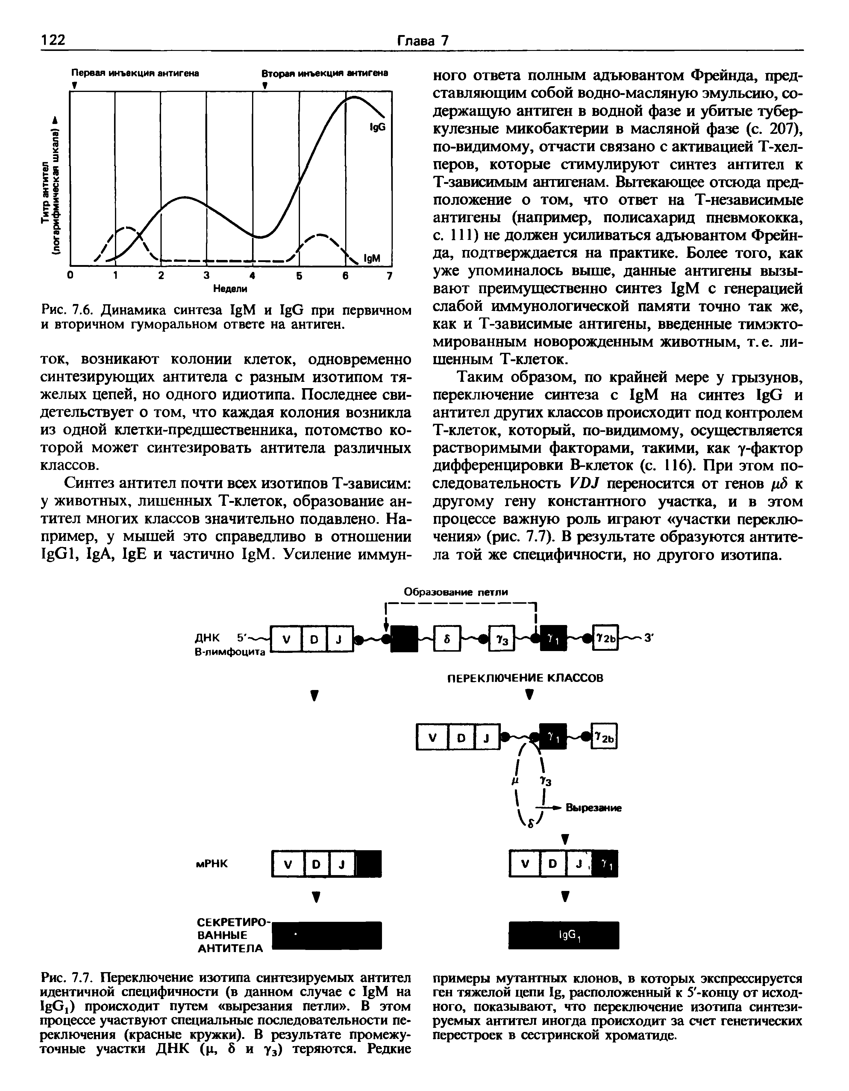 Рис. 7.6. Динамика синтеза I M и I G при первичном и вторичном гуморальном ответе на антиген.