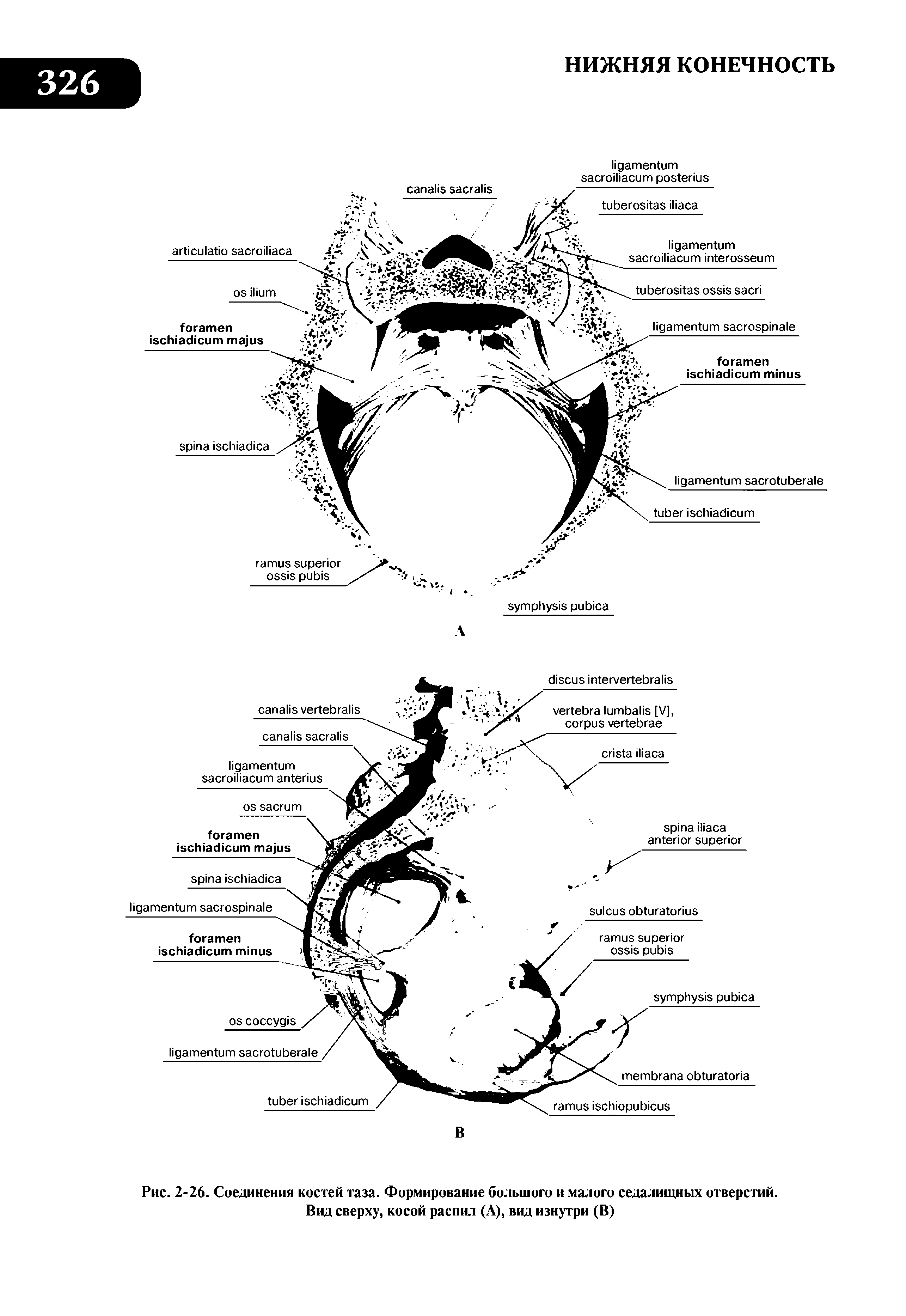 Рис. 2-26. Соединения костей таза. Формирование большого и малого седалищных отверстий. Вид сверху, косой распил (А), вид изнутри (В)...