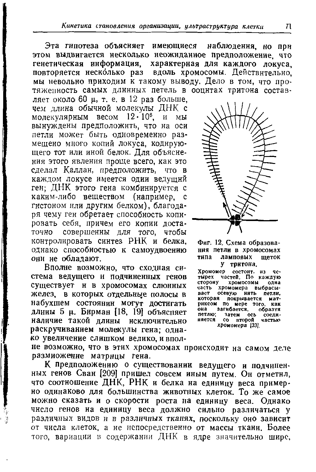 Фиг. 12. Схема образования петли в хромосомах типа ламповых щеток У тритона.