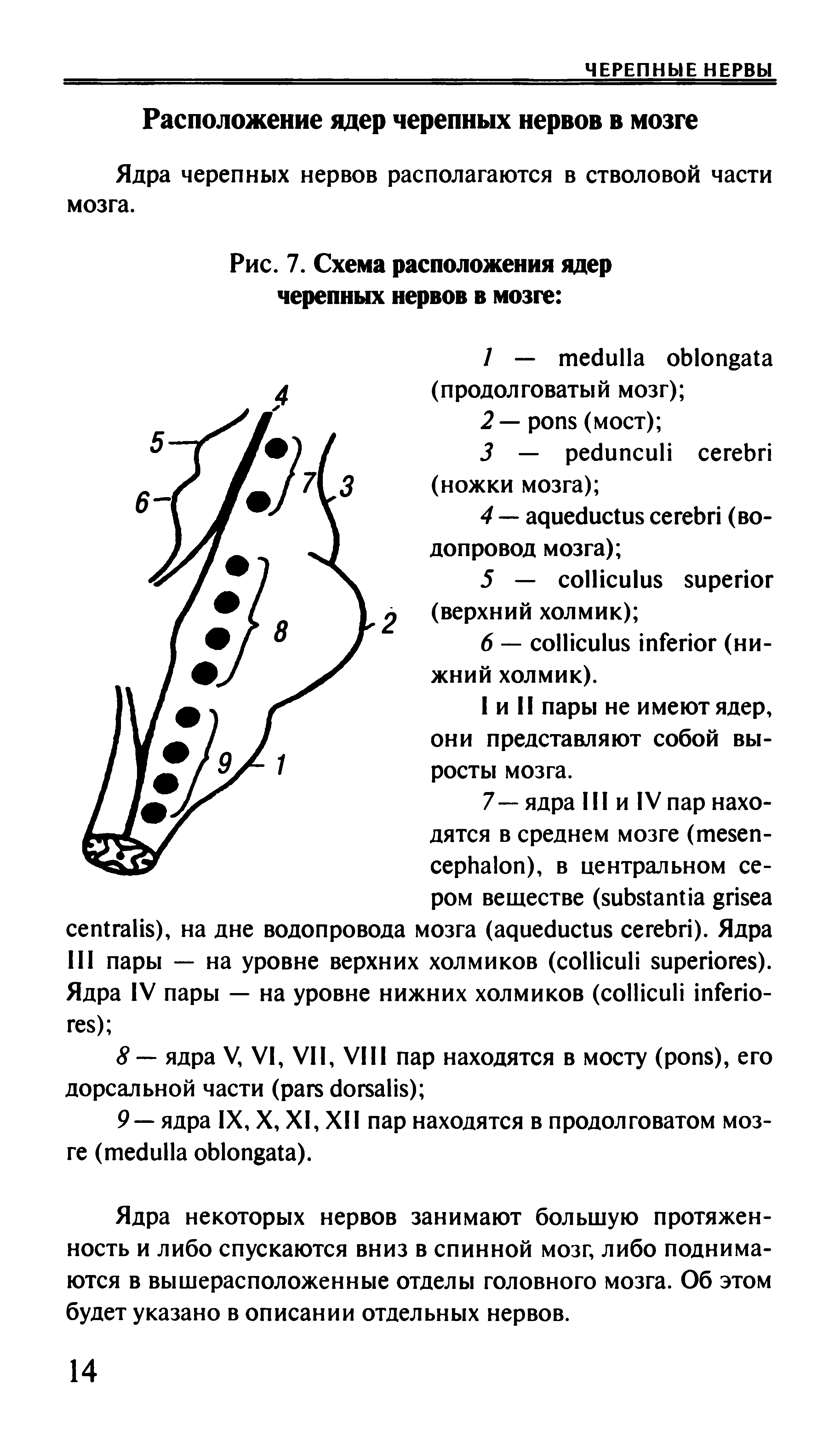 Рис. 7. Схема расположения ядер черепных нервов в мозге ...