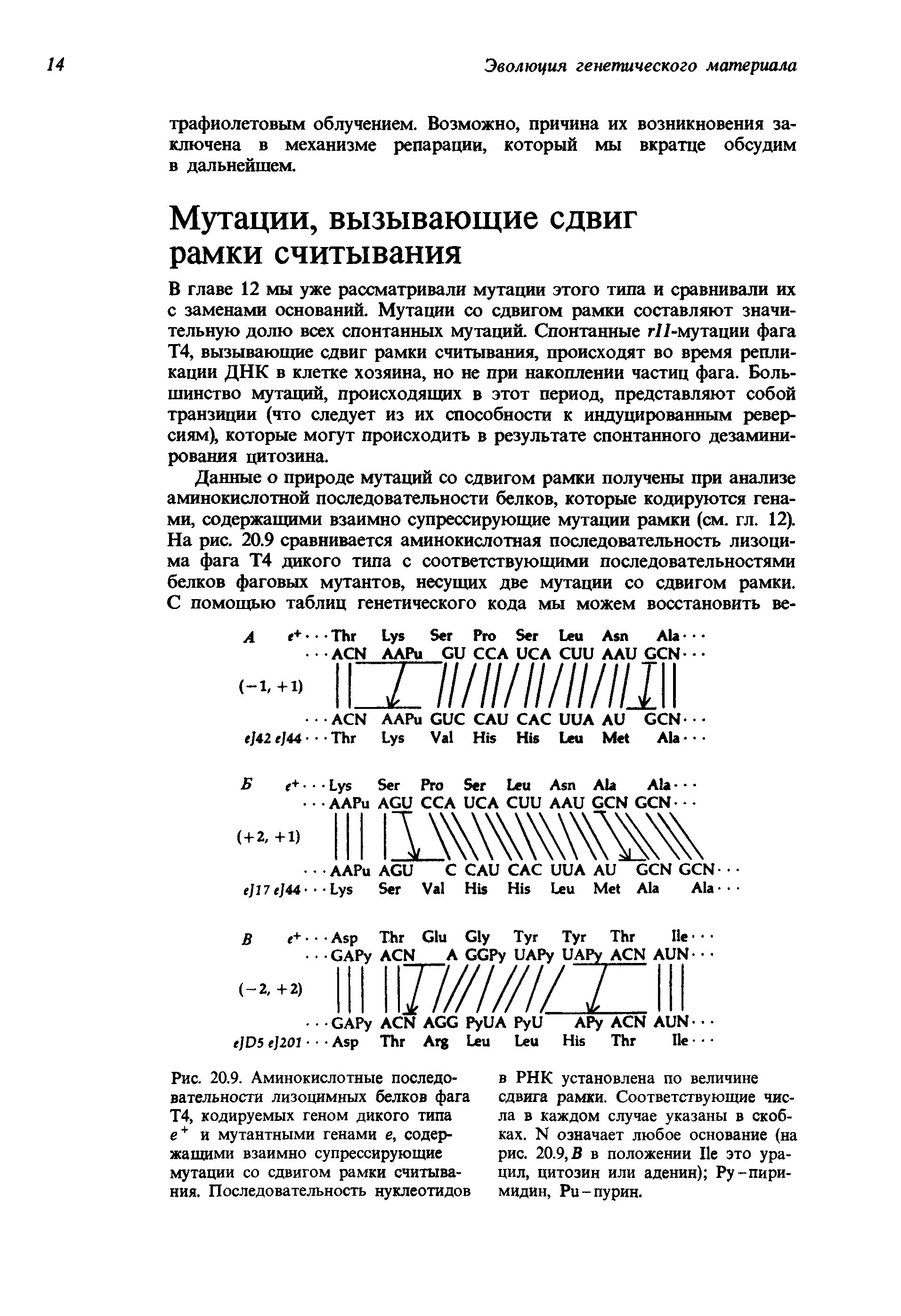 Рис. 20.9. Аминокислотные последовательности лизоцимных белков фага Т4, кодируемых геном дикого типа е+ и мутантными генами е, содержащими взаимно супрессирующие мутации со сдвигом рамки считывания. Последовательность нуклеотидов...