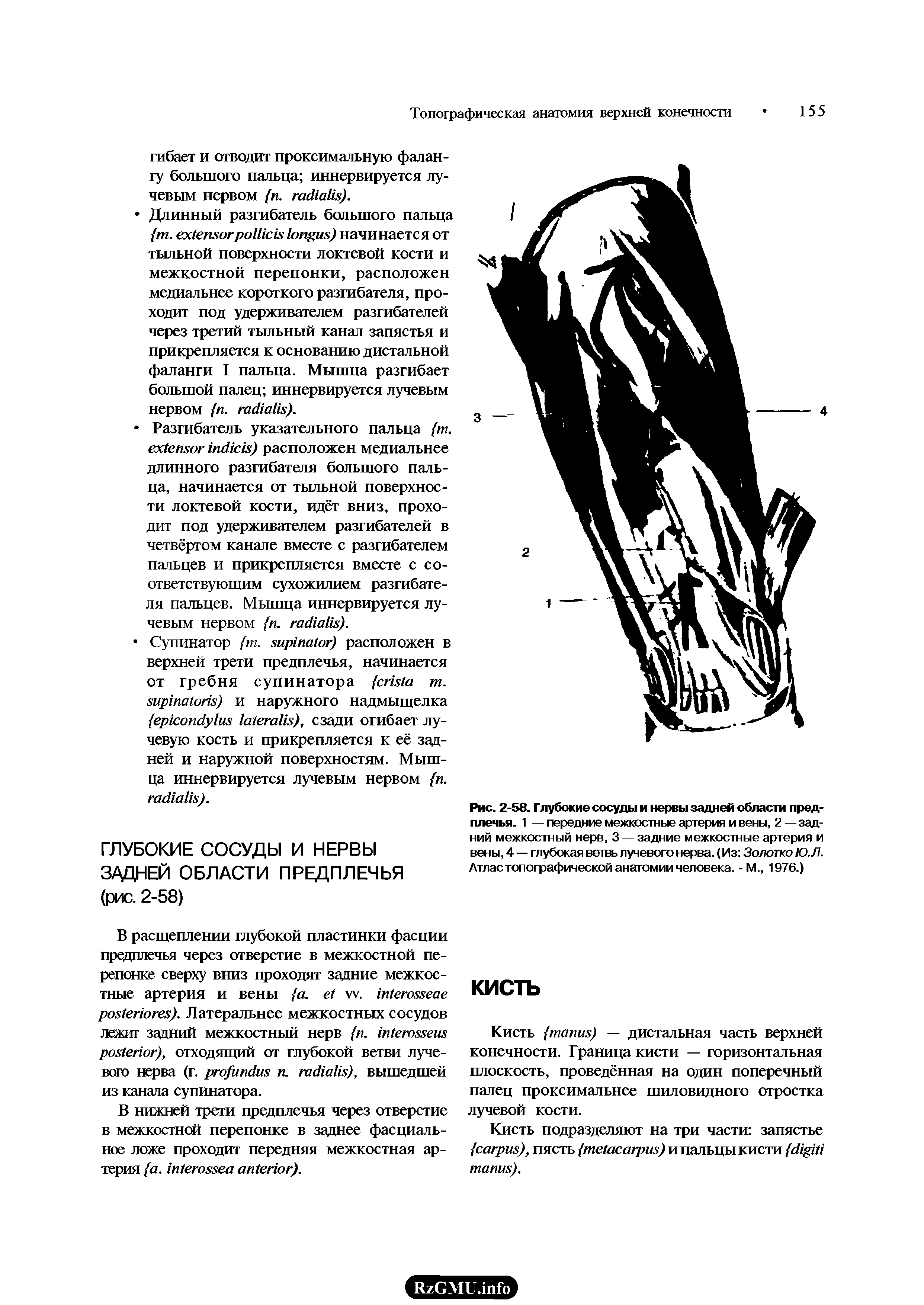 Рис. 2-58. Глубокие сосуды и нервы задней области предплечья. 1 — передние межкостные артерия и вены, 2 —задний межкостный нерв, 3 — задние межкостные артерия и вены, 4 — глубокая ветвь лучевого нерва. (Из Золотко Ю.Л. Атлас топографической анатомии человека. -М., 1976.)...
