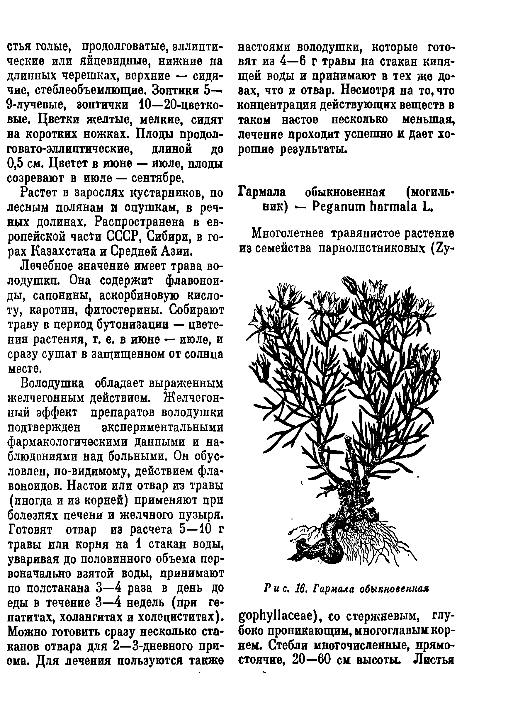 Рис. 16. Гармала обыкновенная орЬуПасеае), со стержневым, глубоко проникающим, многоглавым корнем. Стебли многочисленные, прямостоячие, 20—60 см высоты. Листья...