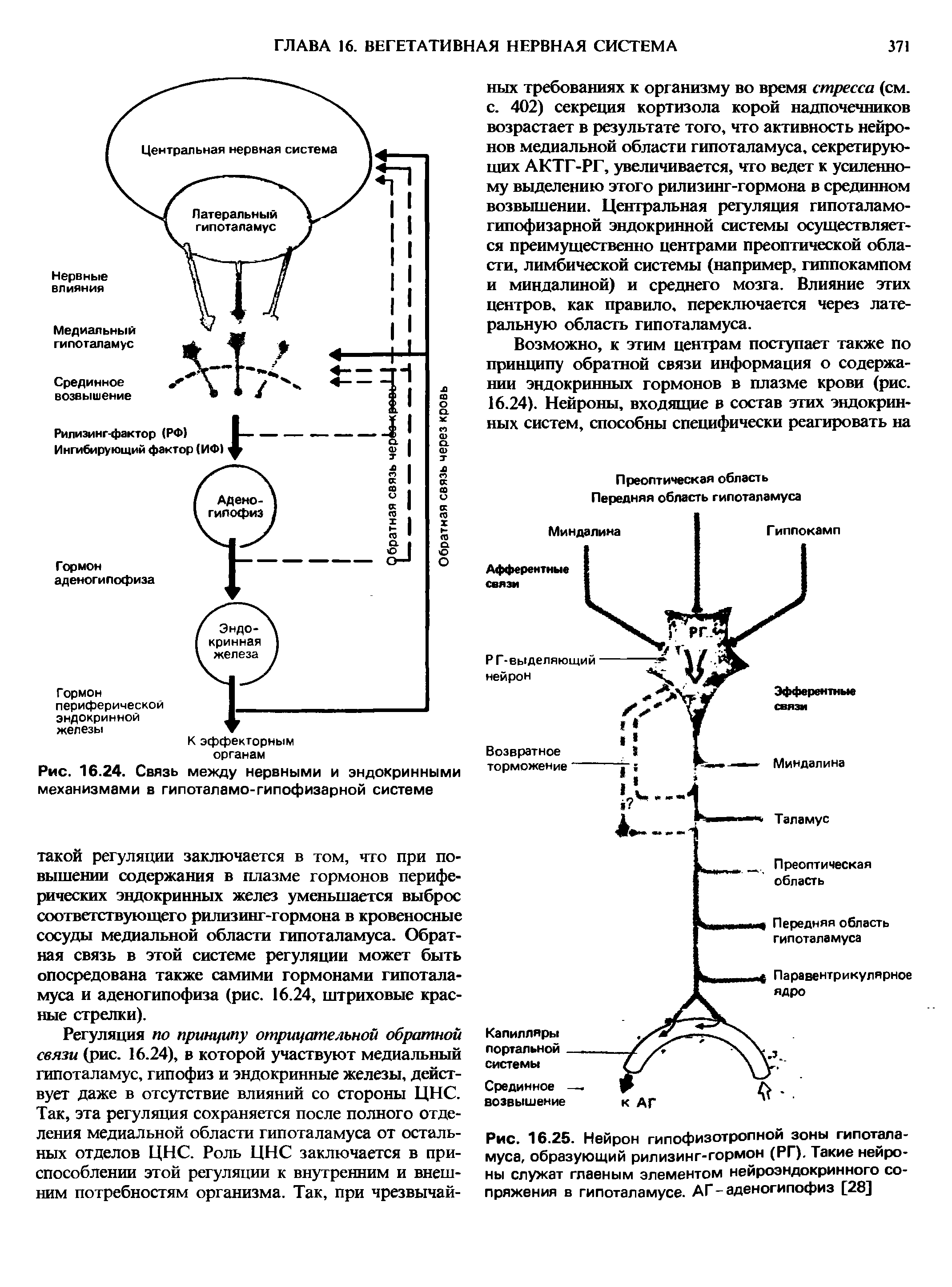 Рис. 16.24. Связь между нервными и эндокринными механизмами в гипоталамо-гипофизарной системе...