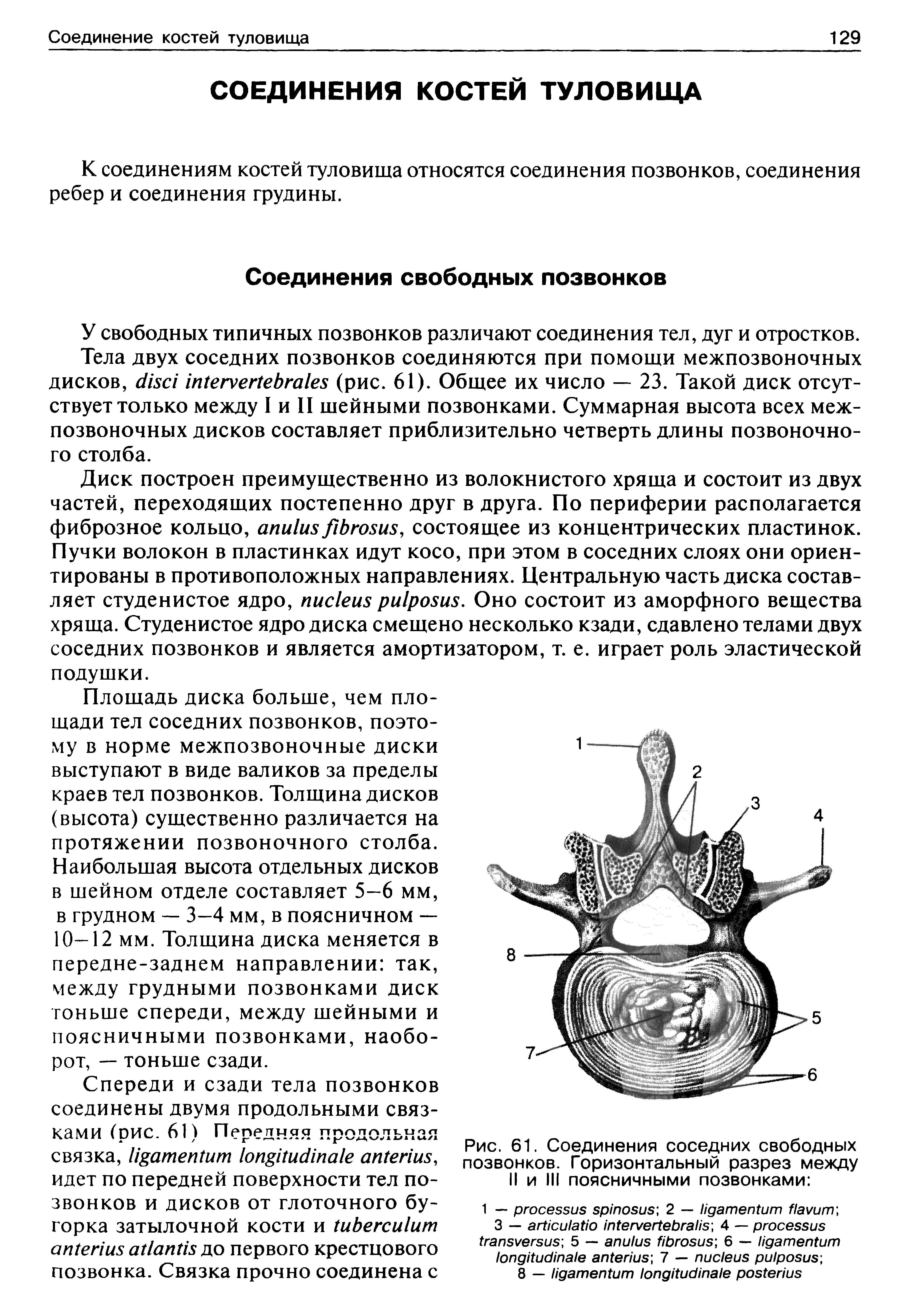 Рис. 61. Соединения соседних свободных позвонков. Горизонтальный разрез между II и III поясничными позвонками ...