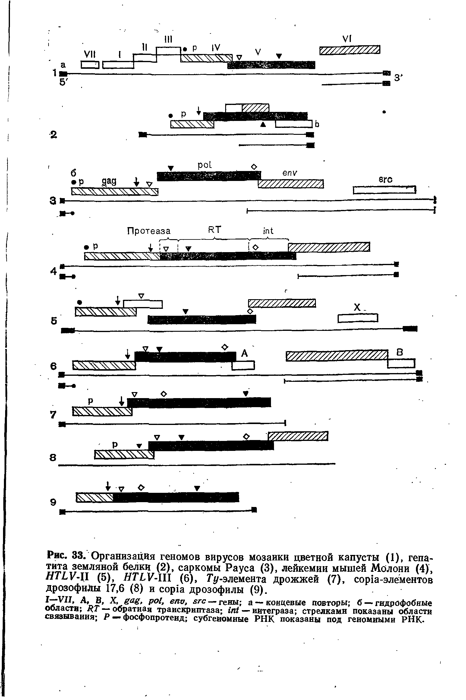 Рис. 33. Организация геномов вирусов мозаики цветной капусты (1), гепатита земляной белки (2), саркомы Рауса (3), лейкемии мышей Молони (4), //TLV-II (5), HTLV-III (6), Гу-элемента дрожжей (7), -элементов дрозофилы 17,6 (8) и дрозофилы (9).