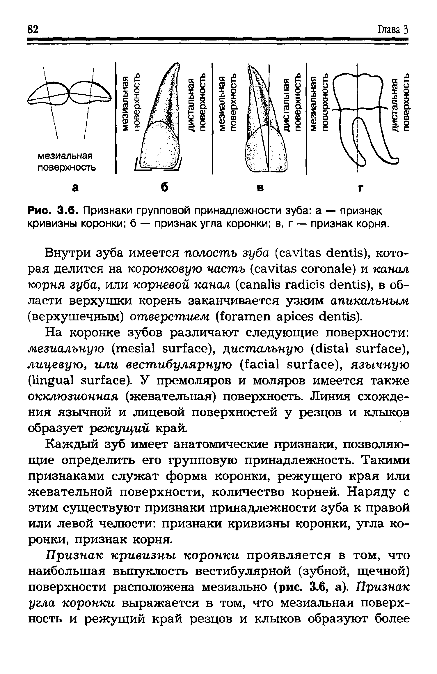 Рис. 3.6. Признаки групповой принадлежности зуба а — признак кривизны коронки б — признак угла коронки в, г — признак корня.