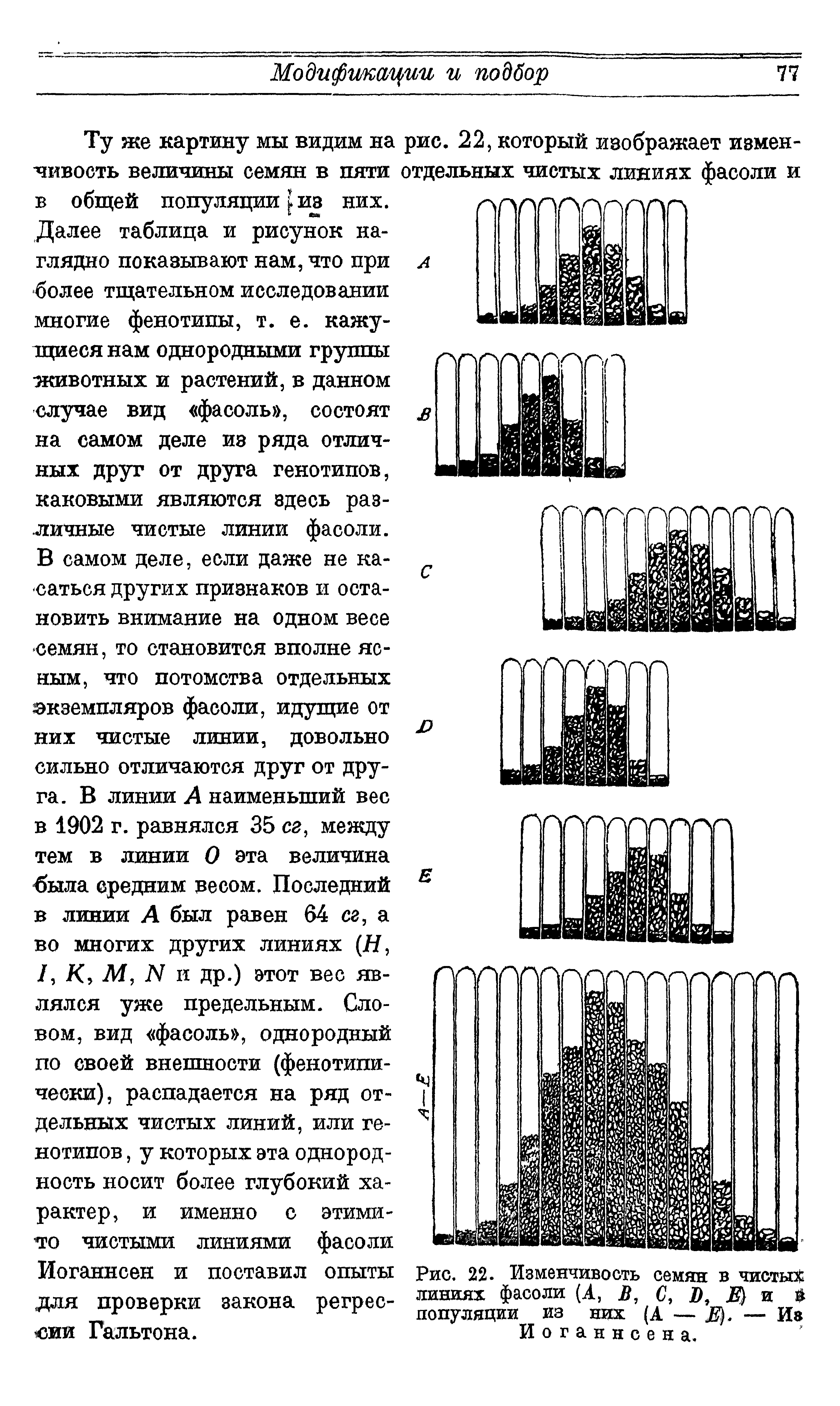 Рис. 22. Изменчивость семян в чистых линиях фасоли (А, В, С, В, В) и популяции из них (А — Д, — Из Иоганнсен а.