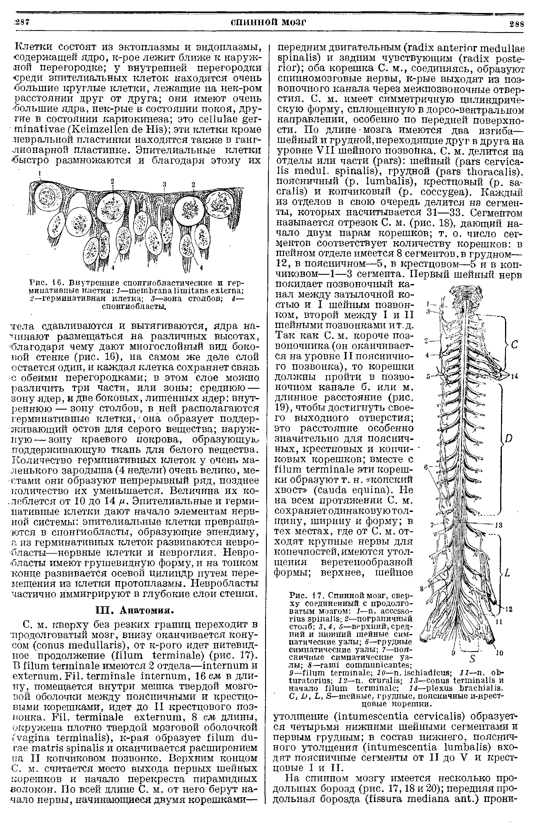Рис. 17. Спинной мозг, сверху соединенный с продолговатым мозгом 1— . J 2—пограничный столб 3,4, 5—верхний,средний и нижйий шейные симпатические узлы 6—грудные симпатические узлы 7—поясничные симпатические узлы 8— ...