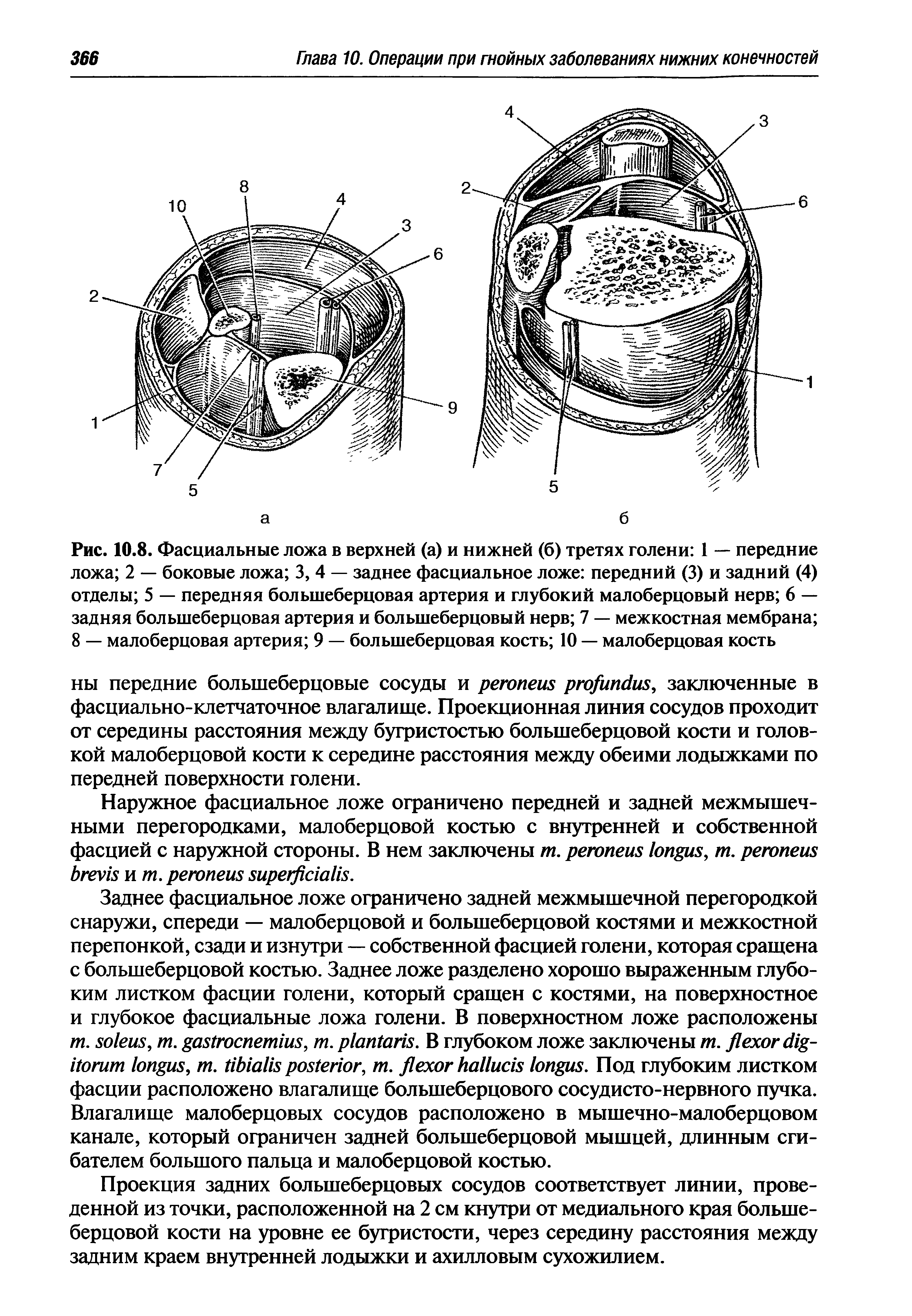 Рис. 10.8. Фасциальные ложа в верхней (а) и нижней (б) третях голени 1 — передние ложа 2 — боковые ложа 3, 4 — заднее фасциальное ложе передний (3) и задний (4) отделы 5 — передняя большеберцовая артерия и глубокий малоберцовый нерв 6 — задняя большеберцовая артерия и большеберцовый нерв 7 — межкостная мембрана 8 — малоберцовая артерия 9 — большеберцовая кость 10 — малоберцовая кость...