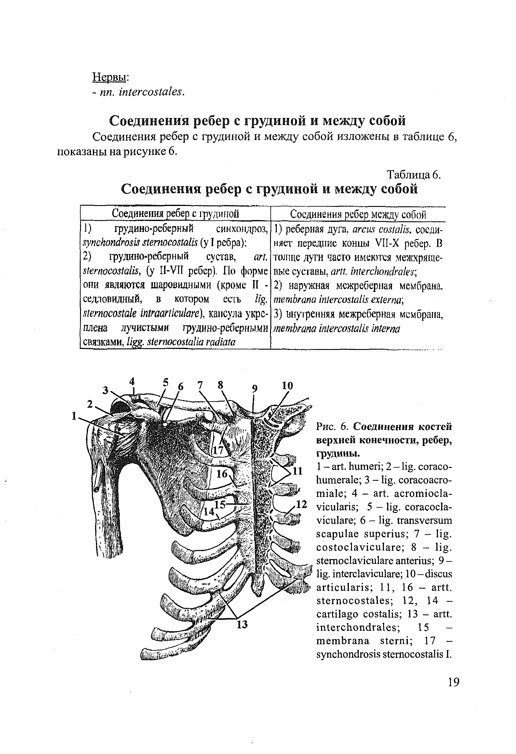 Рис. 6. Соединения костей верхней конечности, ребер, грудины.