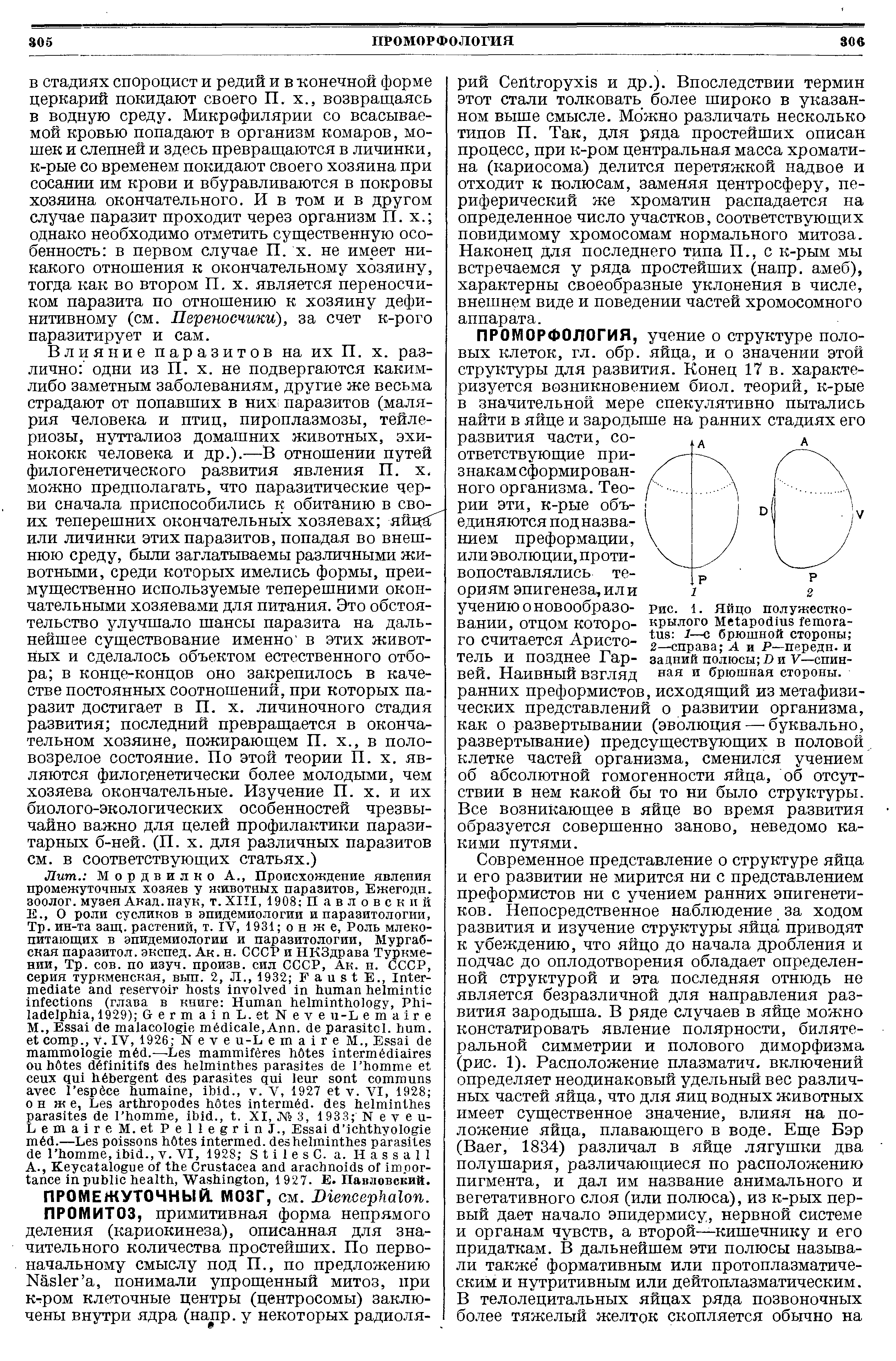 Рис. 1. Яйцо полужесткокрылого М(Иаройтз Гетога-1иэ 1—с брюшной стороны 2—справа А и Р—передн. и задний полюсы 7> и V—спинная и брюшная стороны.