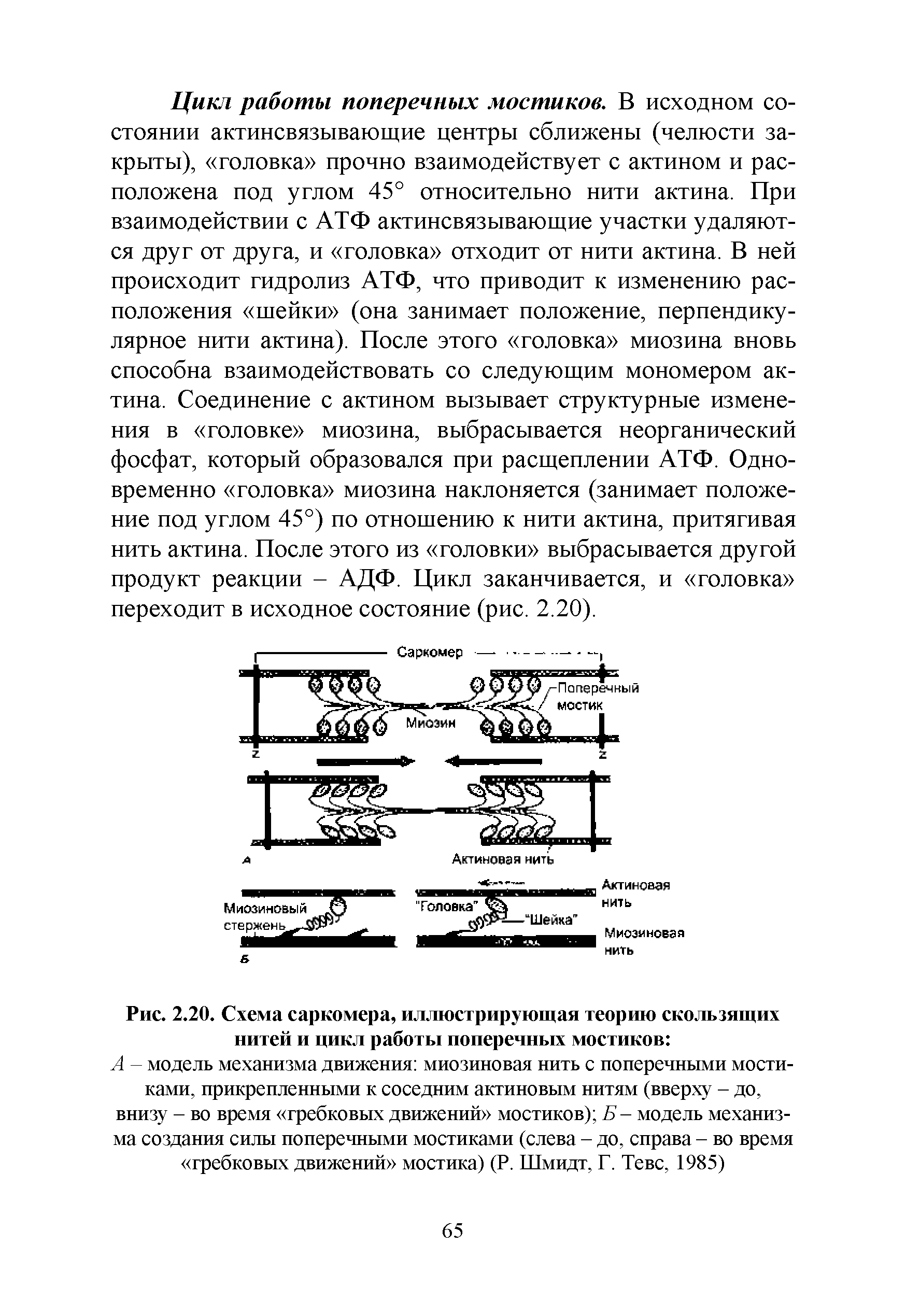 Рис. 2.20. Схема саркомера, иллюстрирующая теорию скользящих нитей и цикл работы поперечных мостиков ...