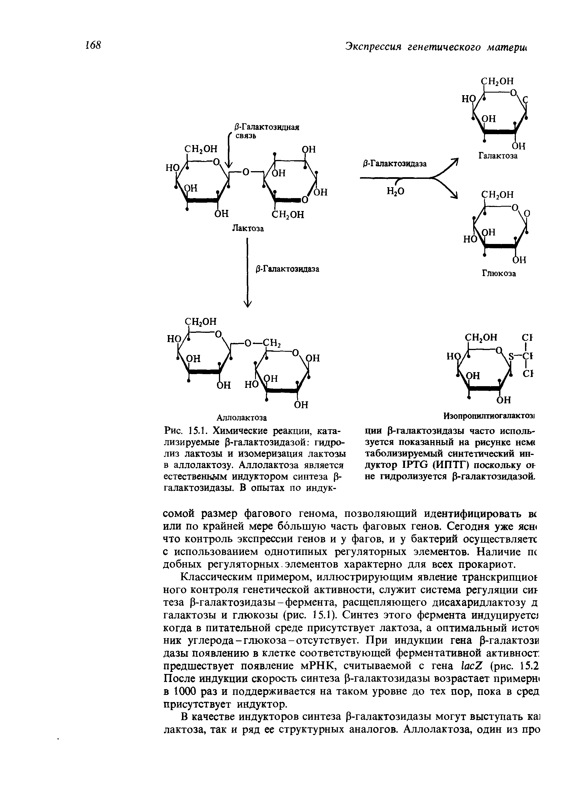 Рис. 15.1. Химические реакции, катализируемые Р-галактозидазой гидролиз лактозы и изомеризация лактозы в аллолактозу. Аллолактоза является естественным индуктором синтеза р-галактозидазы. В опытах по индук-...