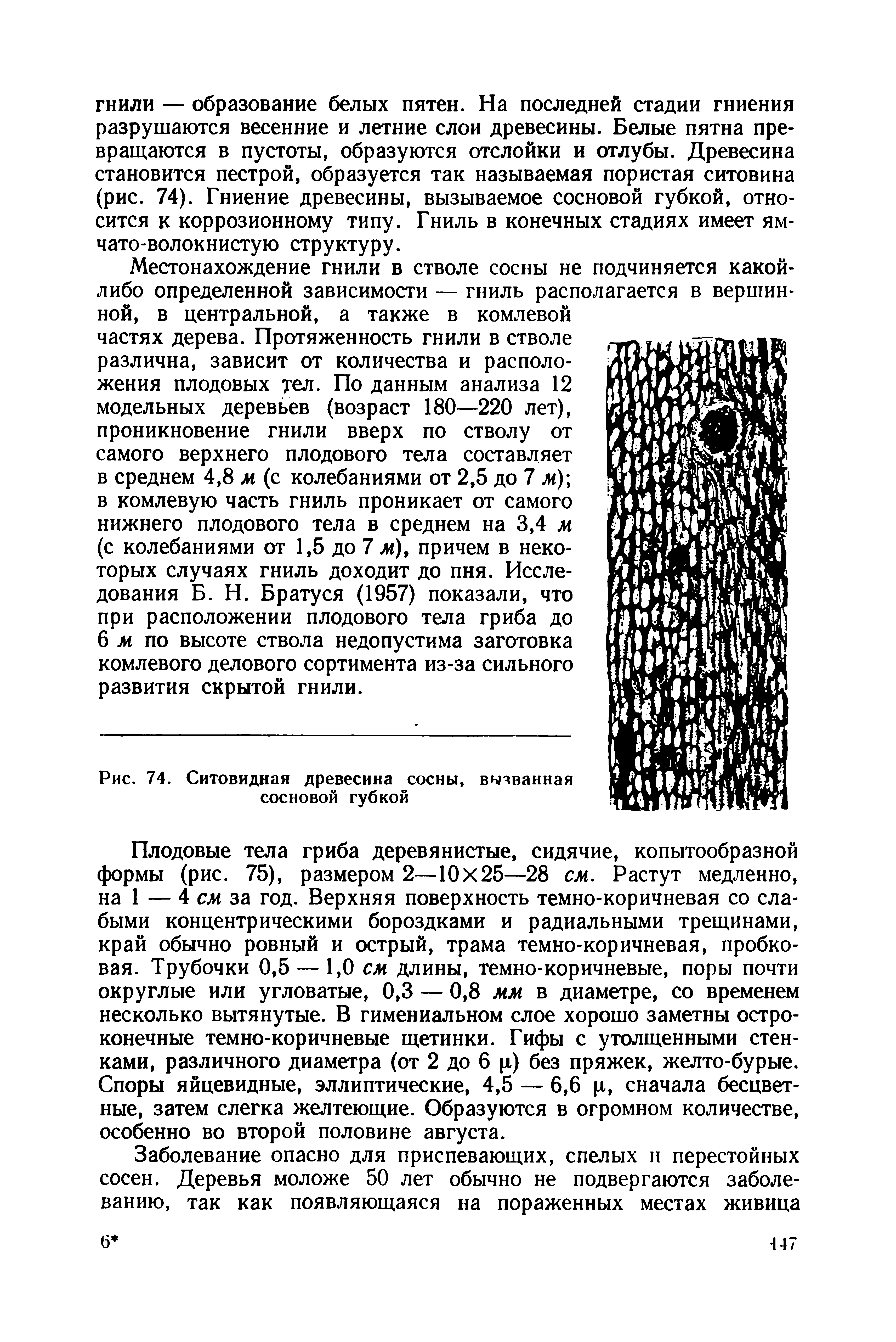 Рис. 74. Ситовидная древесина сосны, вызванная сосновой губкой...