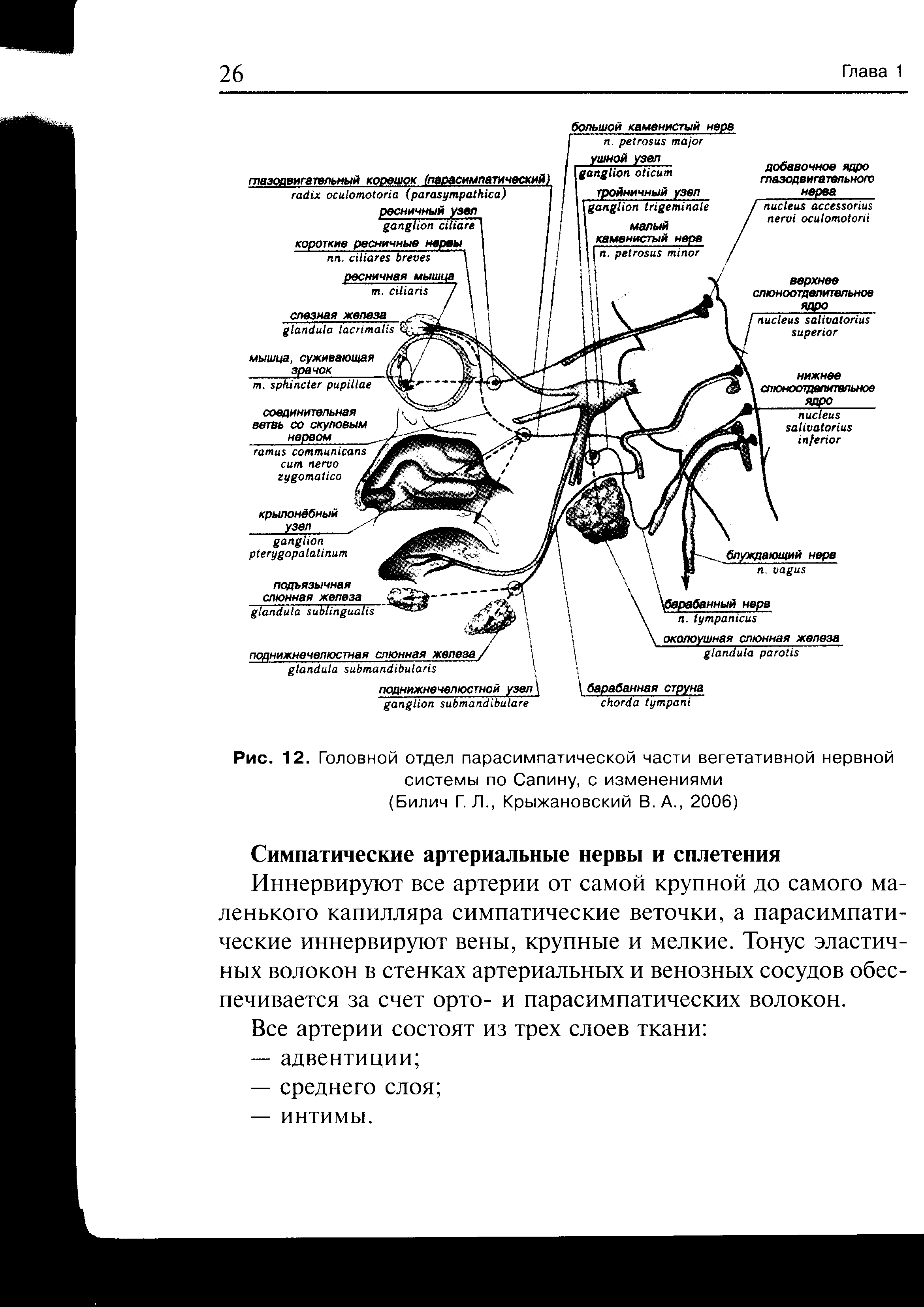 Рис. 12. Головной отдел парасимпатической части вегетативной нервной системы по Сапину, с изменениями (Билич Г. Л., Крыжановский В. А., 2006)...