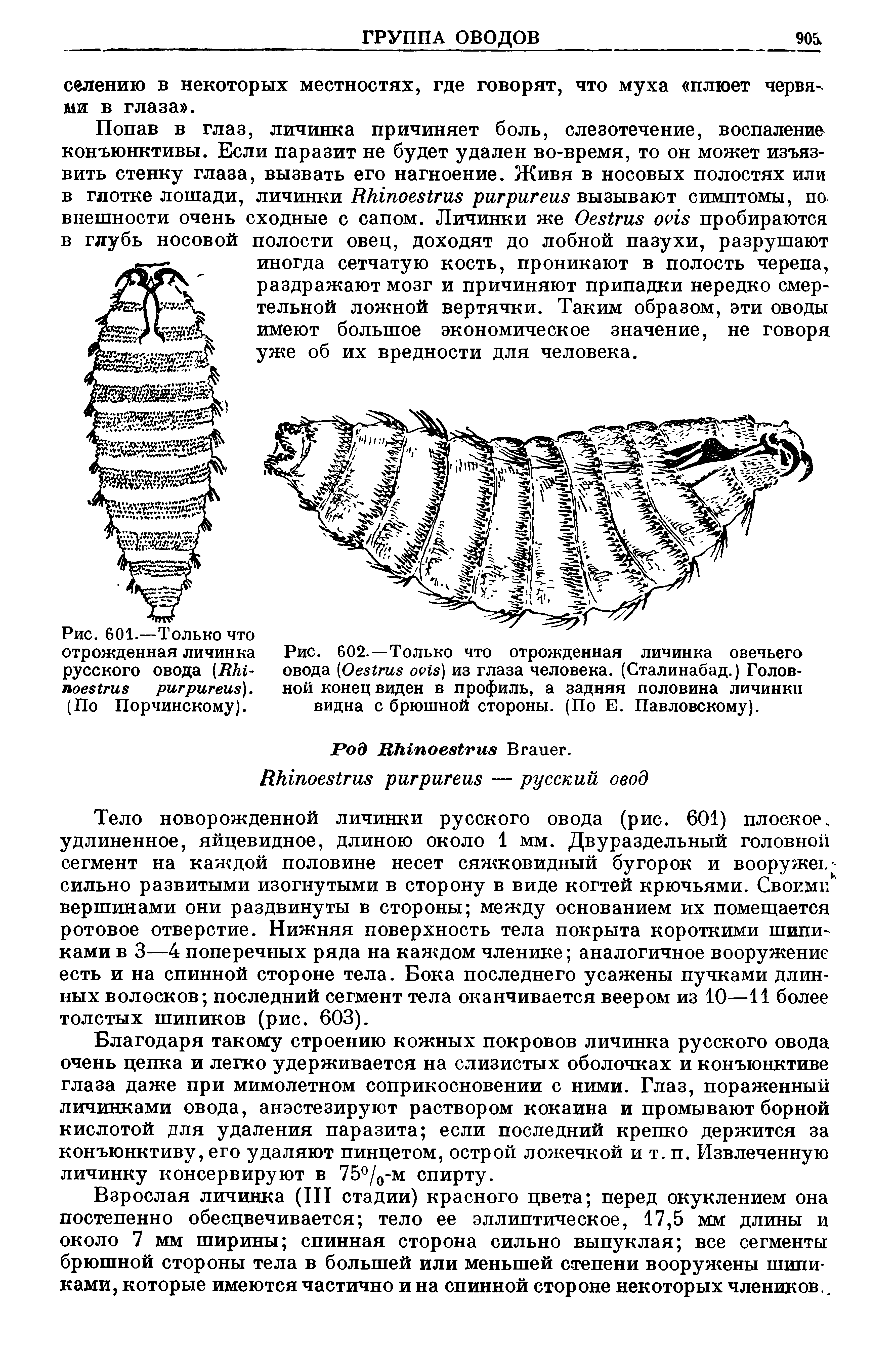 Рис. 602.—Только что отрожденная личинка овечьего овода (O ) из глаза человека. (Сталинабад.) Головной конец виден в профиль, а задняя половина личинки видна с брюшной стороны. (По Е. Павловскому).