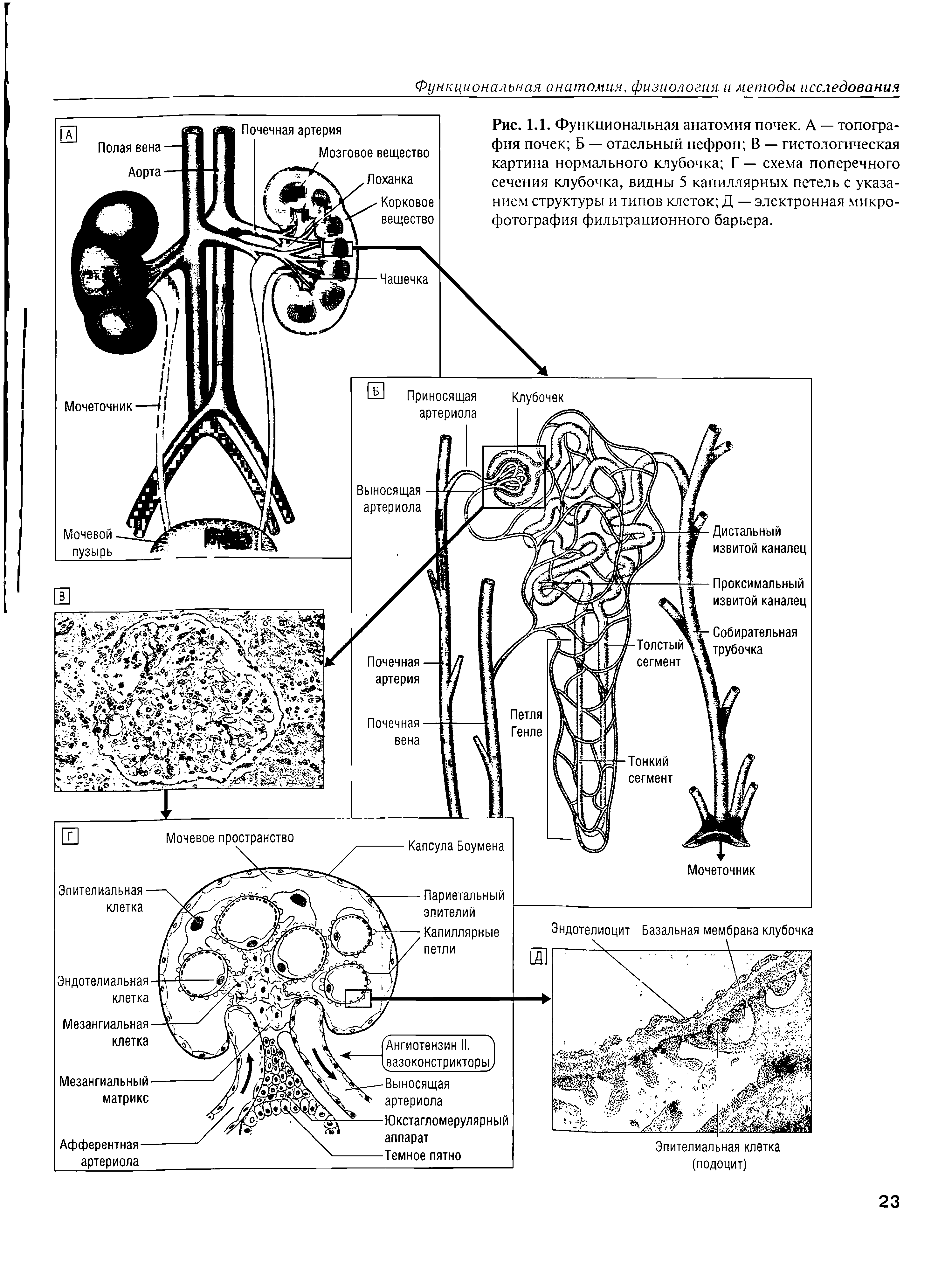 Рис. 1.1. Функциональная анатомия почек. А — топография почек Б — отдельный нефрон В — гистологическая картина нормального клубочка Г — схема поперечного сечения клубочка, видны 5 капиллярных петель с указанием структуры и типов клеток Д — электронная микрофотография фильтрационного барьера.