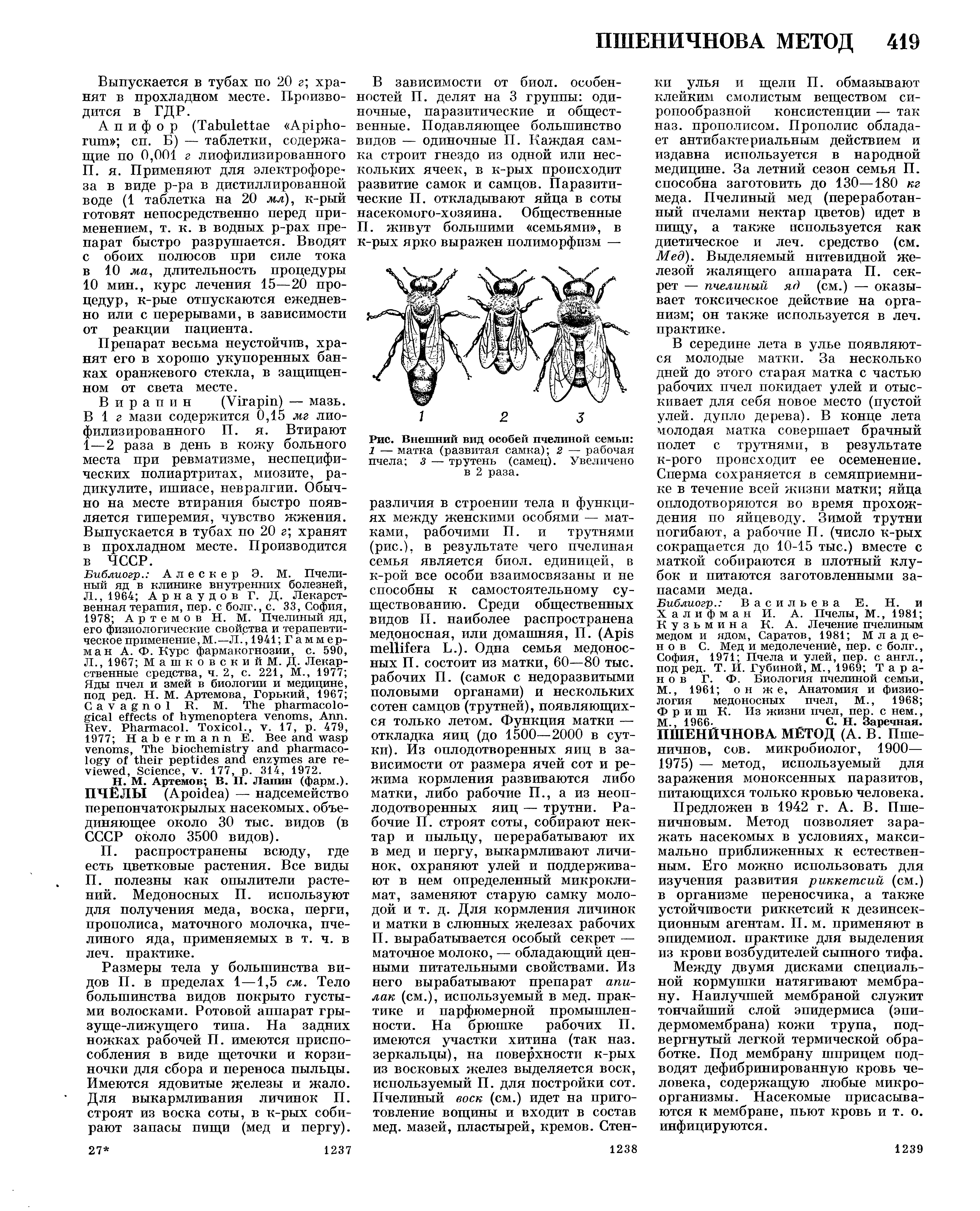 Рис. Внешний вид особей пчелиной семьи 1 — матка (развитая самка) 2 — рабочая пчела 3 — трутень (самец). Увеличено в 2 раза.