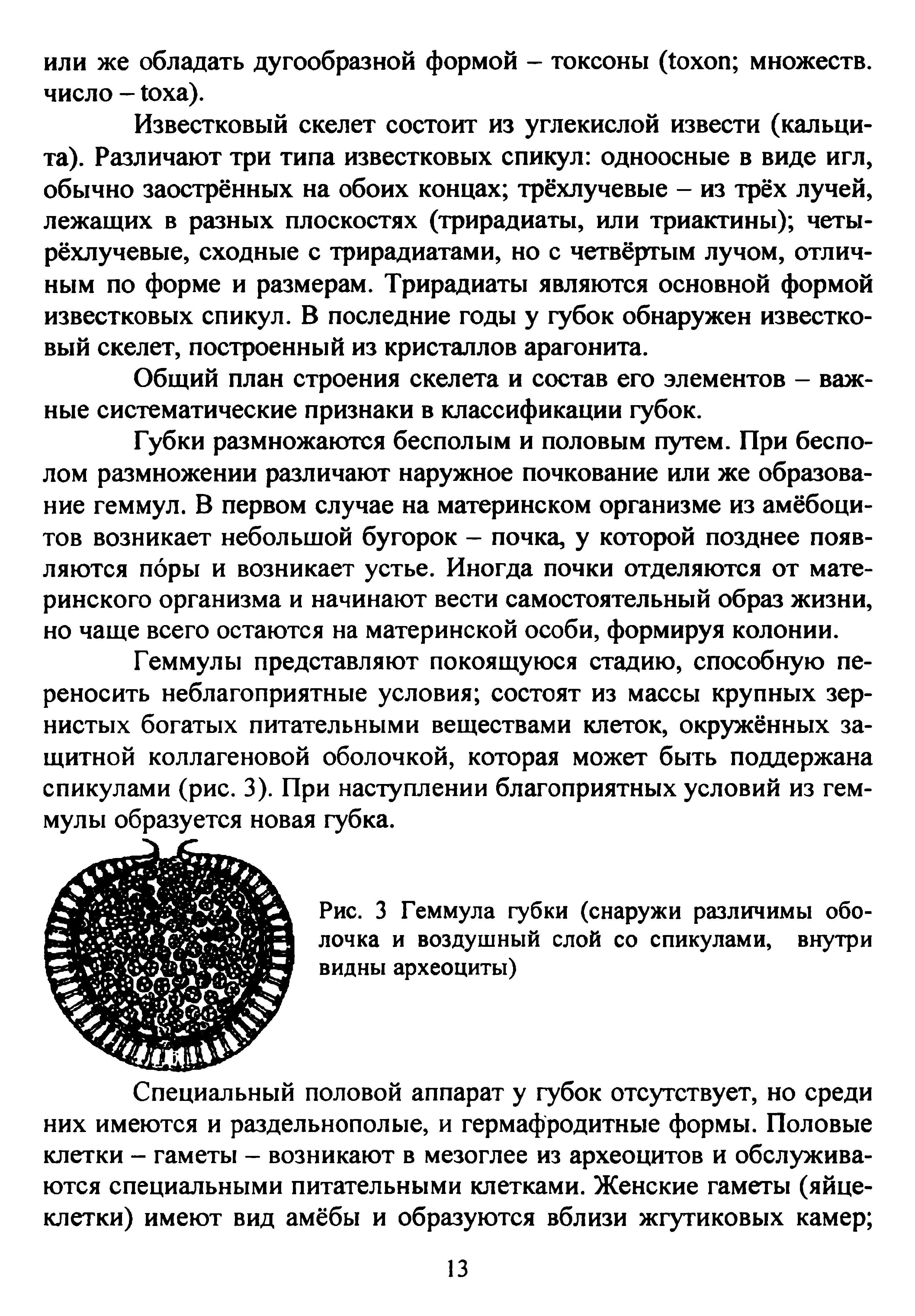 Рис. 3 Геммула губки (снаружи различимы оболочка и воздушный слой со спикулами, внутри видны археоциты)...