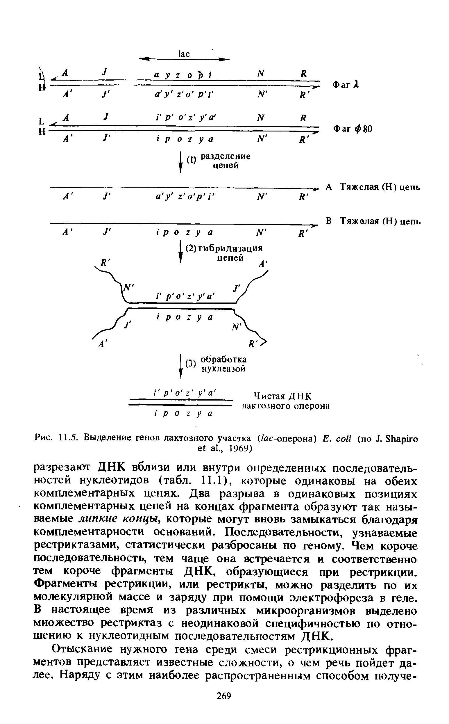 Рис. 11.5. Выделение генов лактозного участка ( -оперона) Е. (по J. S ., 1969)...